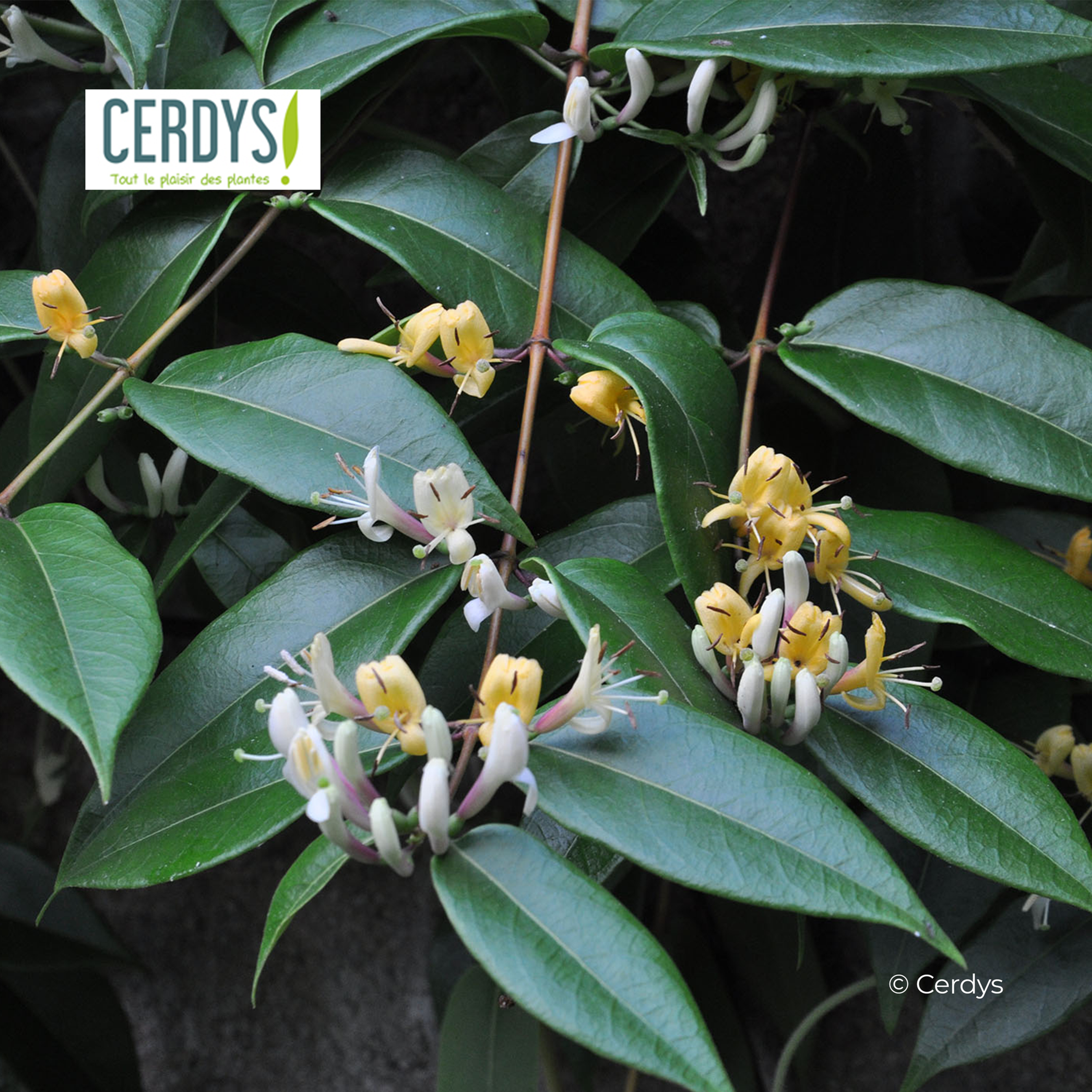 CHÈVREFEUILLE - LONICERA HENRYI 'COPPER BEAUTY' - 90/120CM - ECHELLE - POT 3L