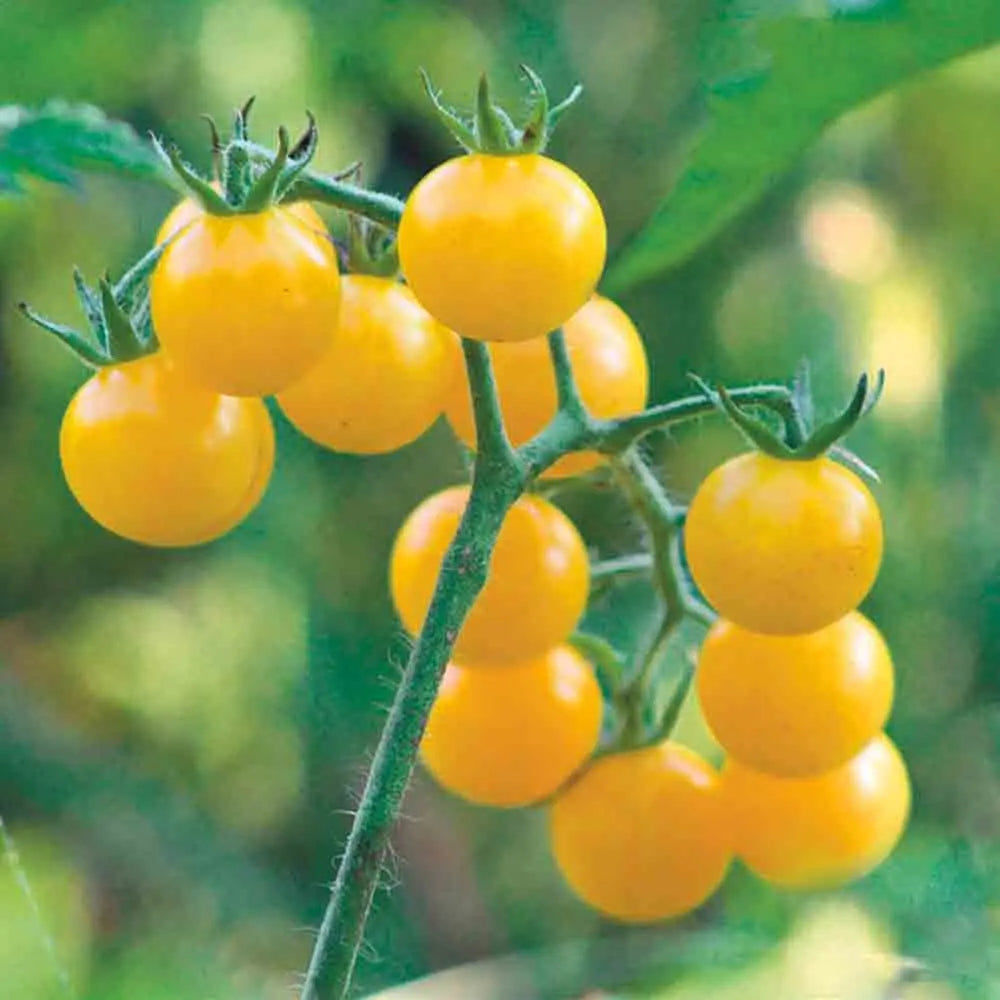 TOMATE NUGGET JAUNE - POT Ø10CM