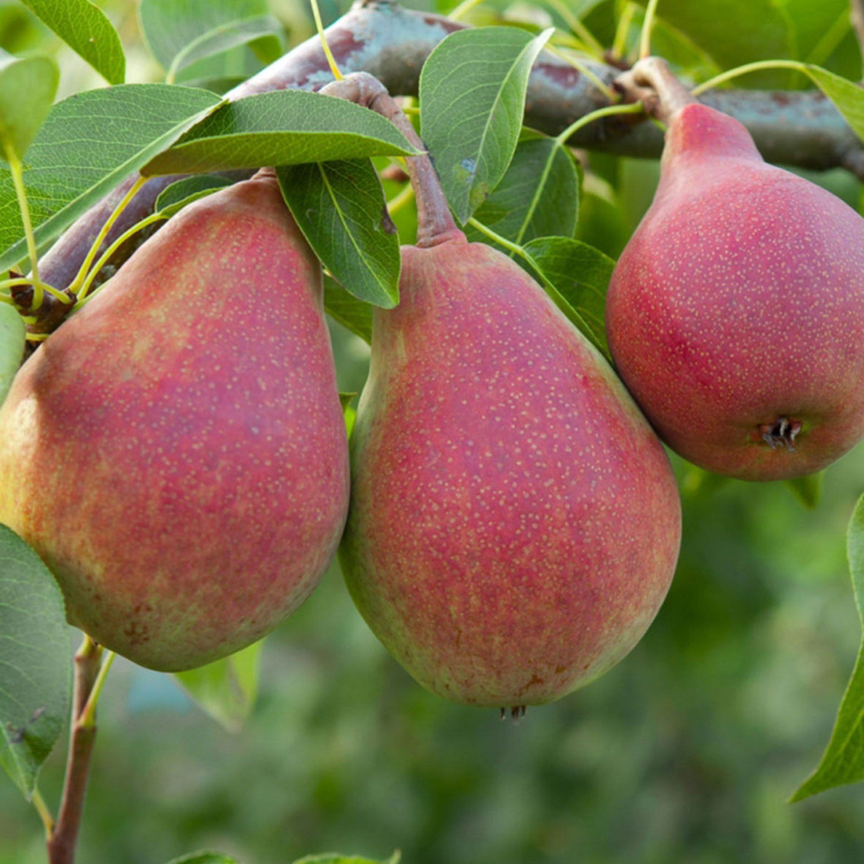 POIRIER 'WILLIAMS ROUGE' EN ESPALIER - POT DE 15L