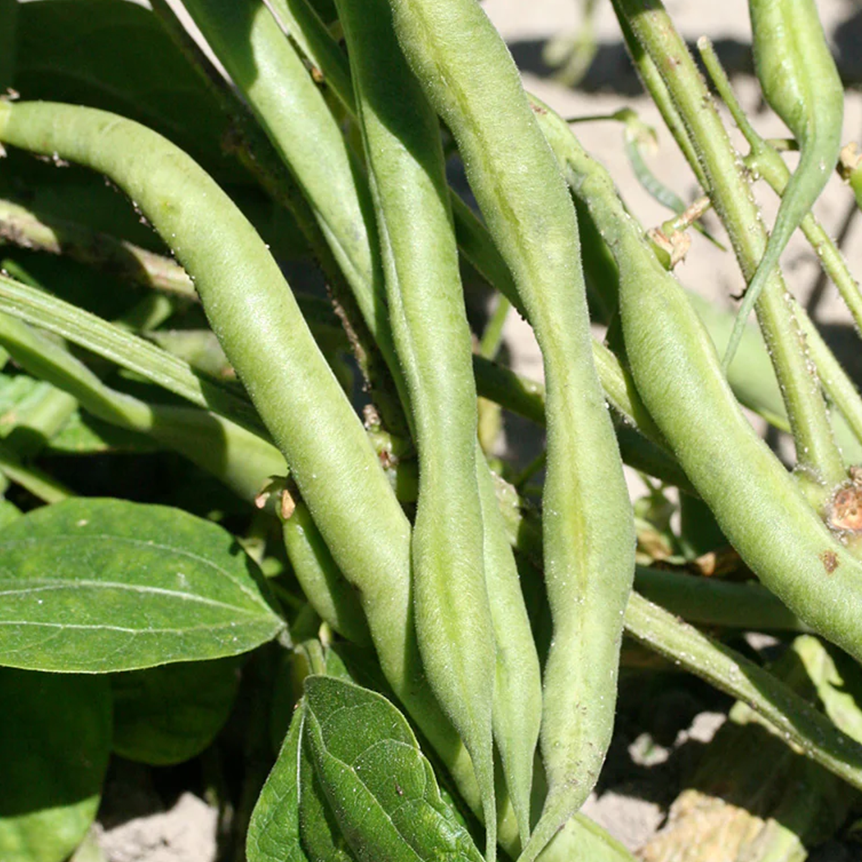 HARICOT VERT NAIN PONGO BIO - BARQUETTE DE 3