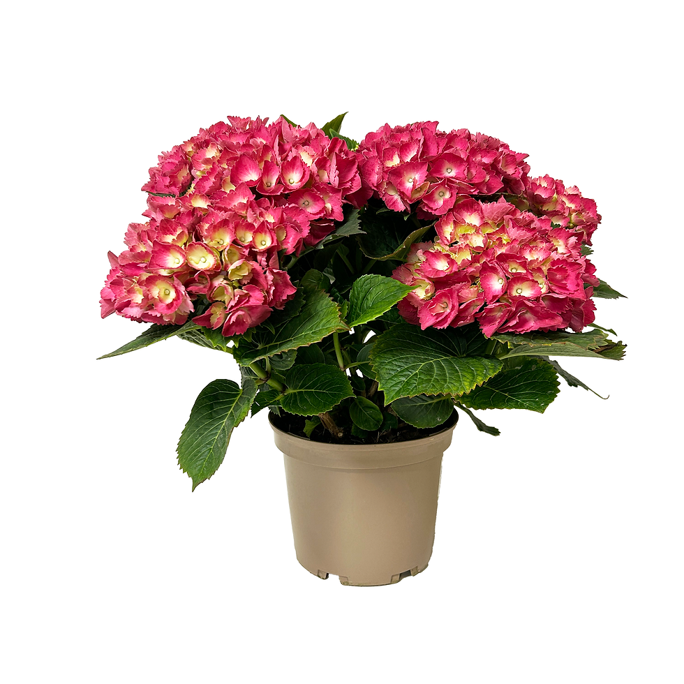 Miniature : HORTENSIA MIX CLASIQUE - POT ∅20CM