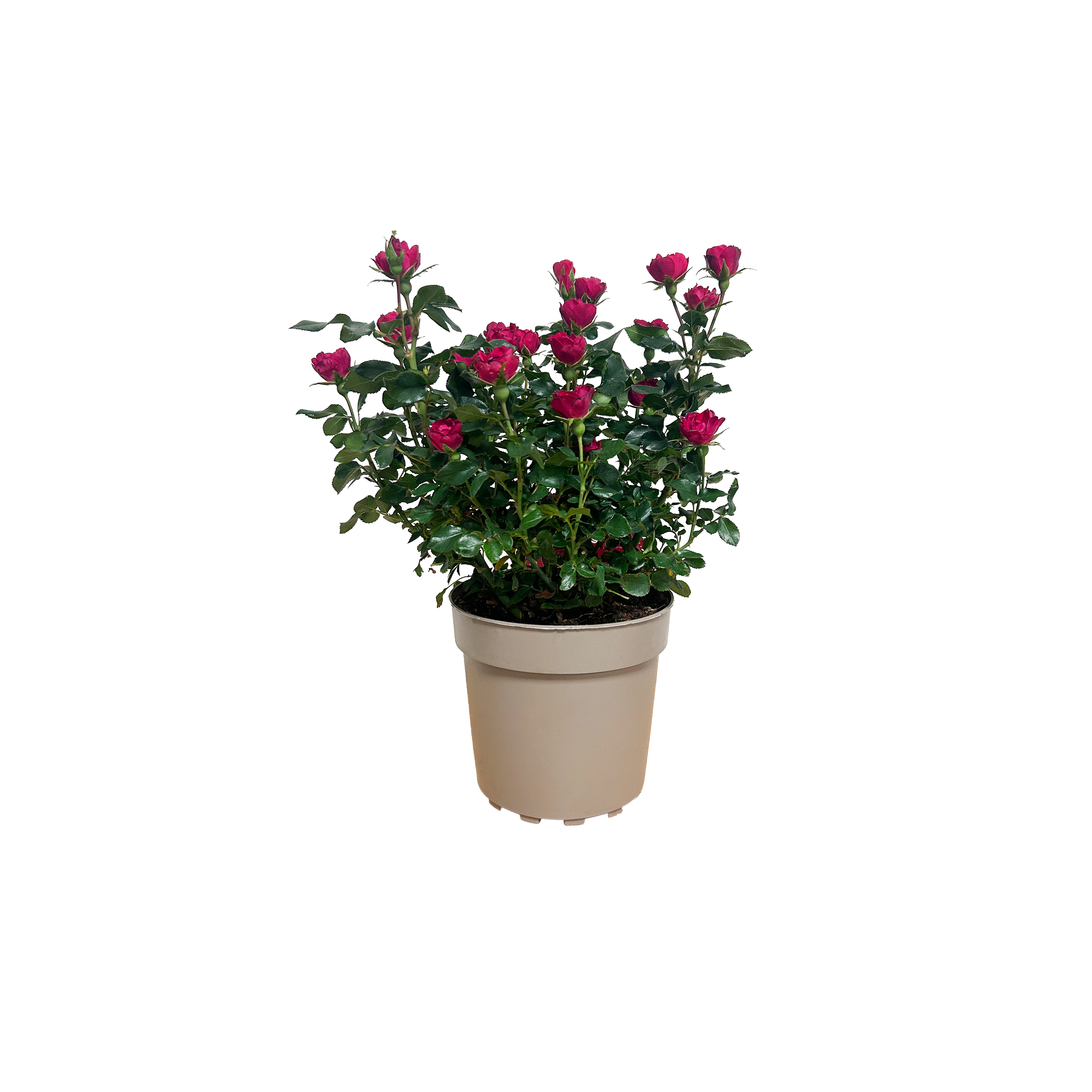 ROSIER ZEPETI ROUGE - POT DE 2L