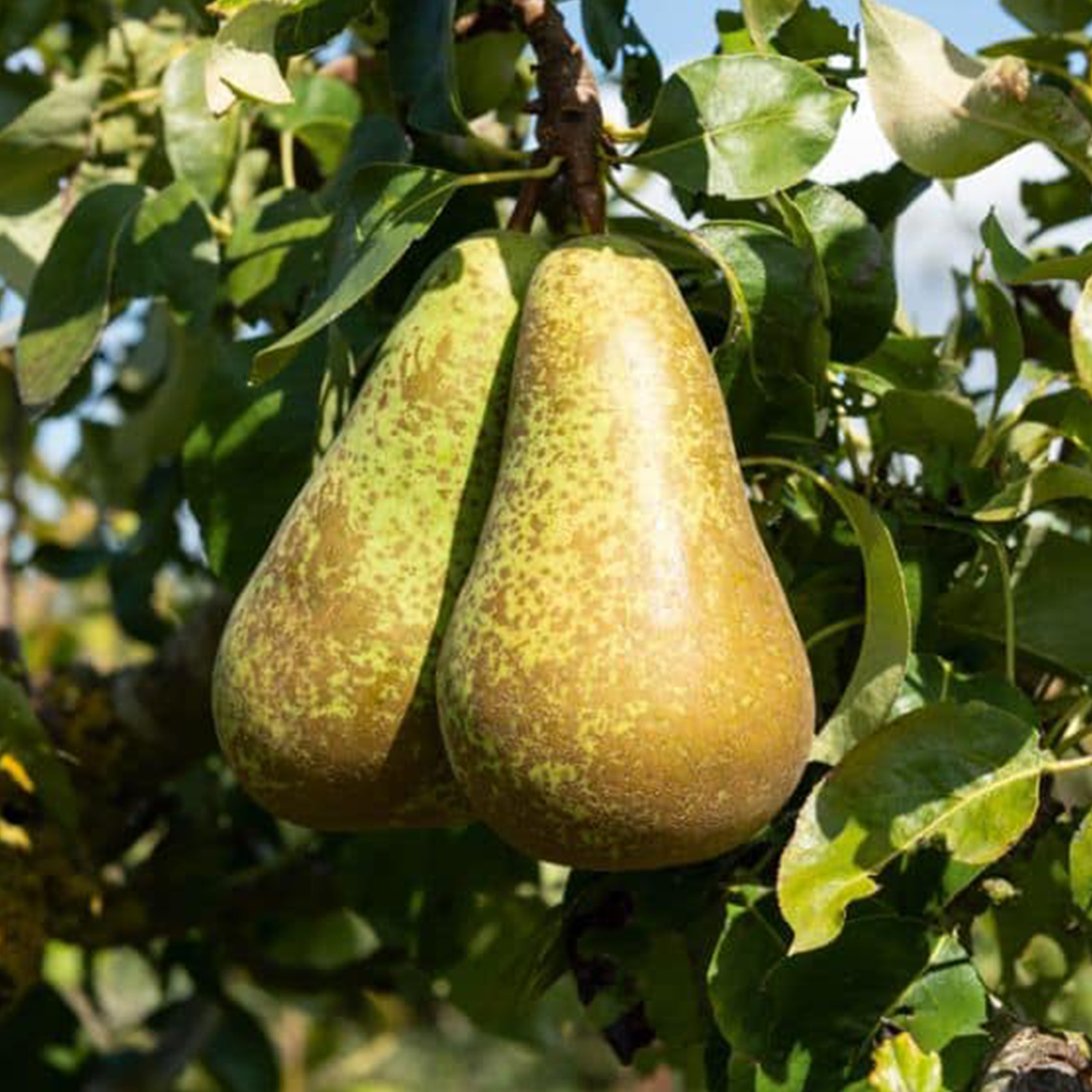 POIRIER 'CONFÉRENCE' EN ESPALIER - POT DE 15L