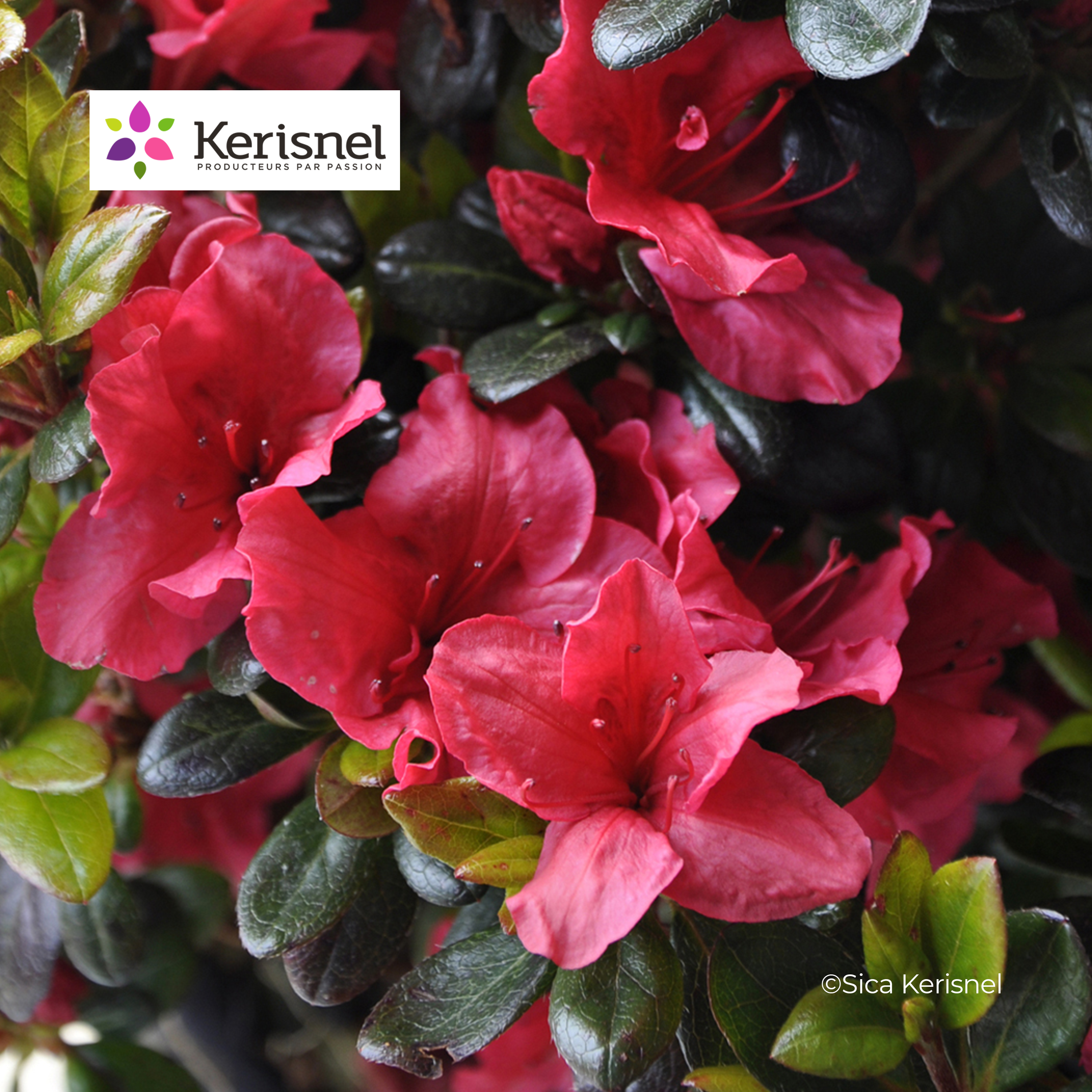 AZALÉE JAPONICA 'JOHANNA' - POT DE 7,5L