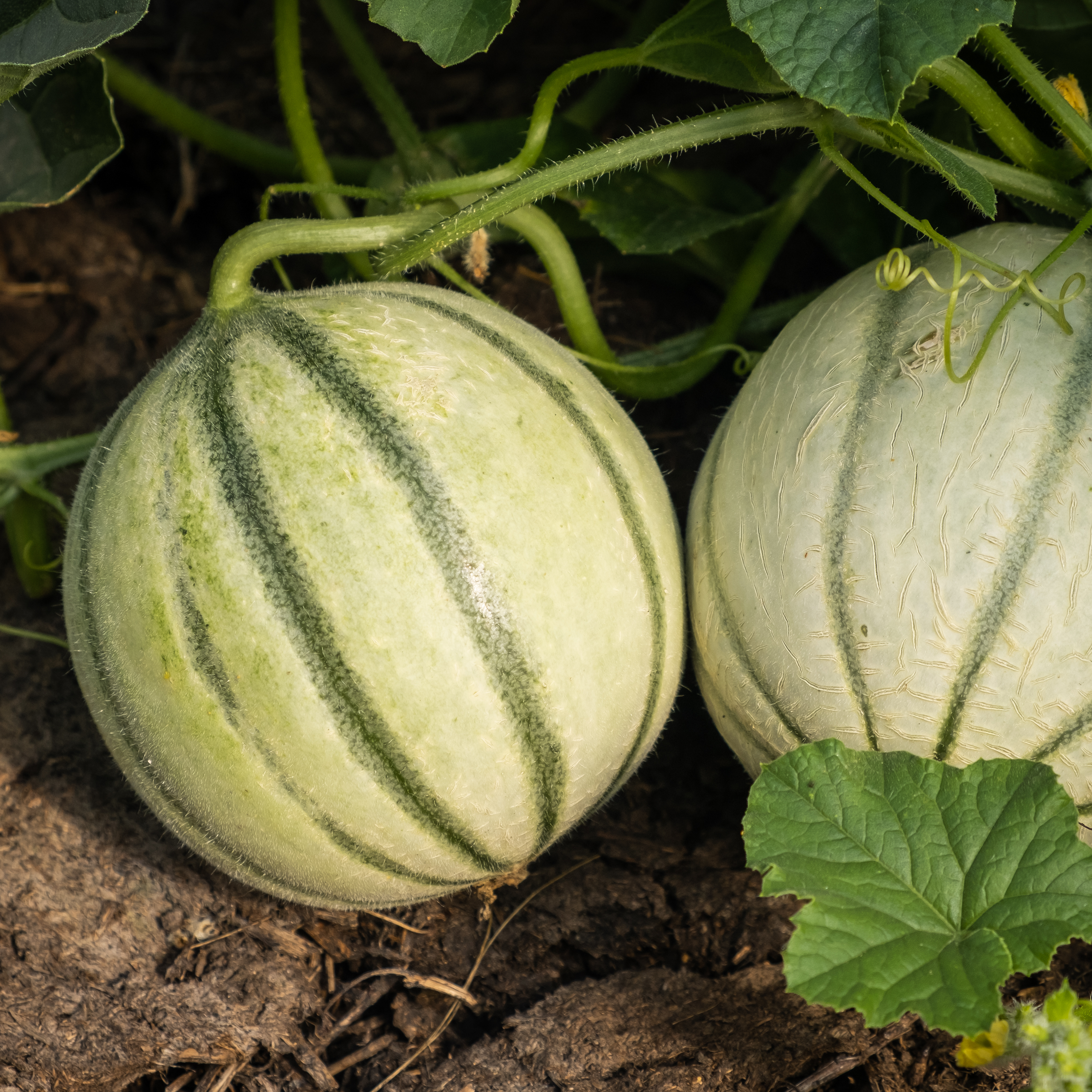 MELON - POT Ø10CM