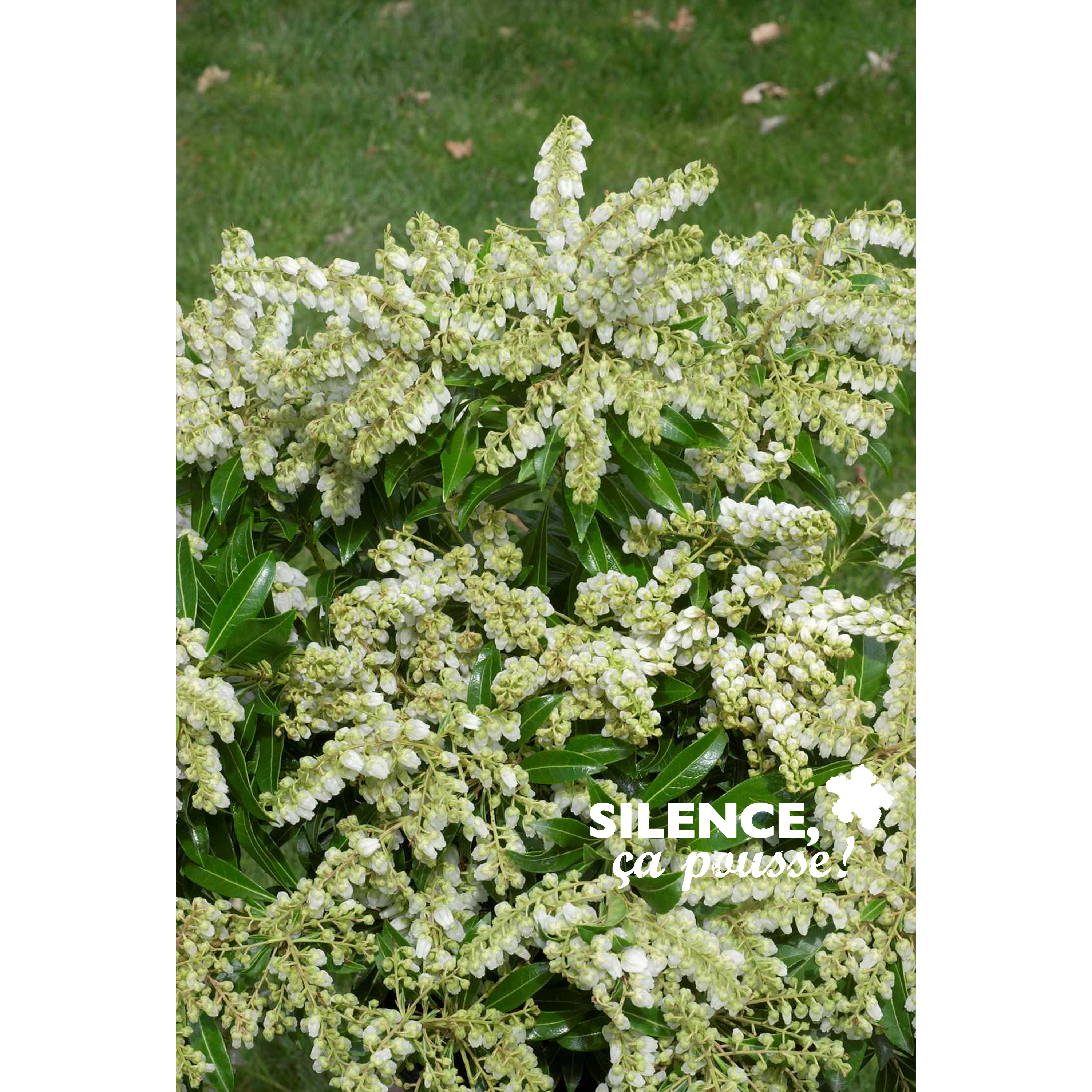 PIERIS JAPONICA 'DÉBUTANTE' - POT 4,5L
