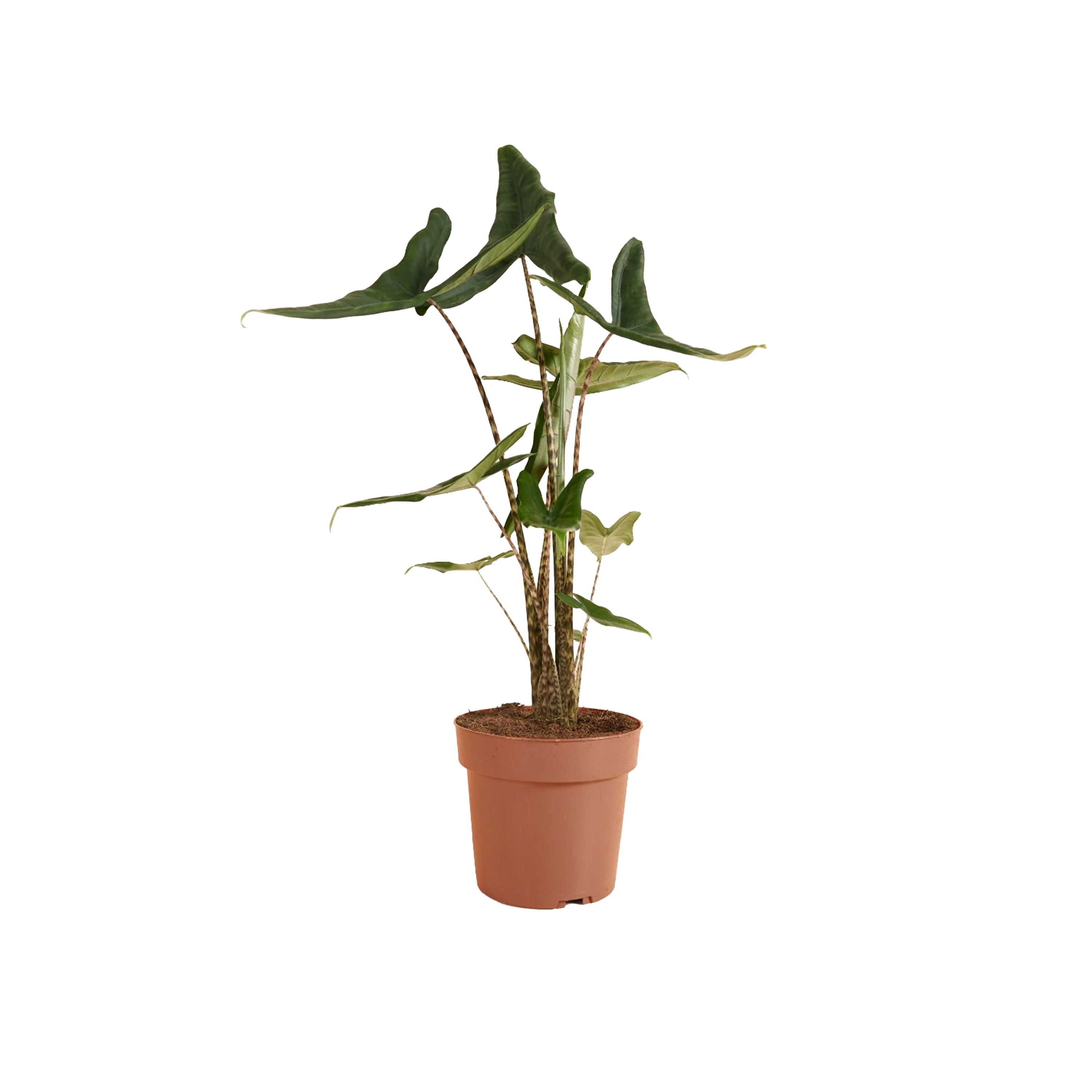 ALOCASIA TIGRINA - POT Ø24CM
