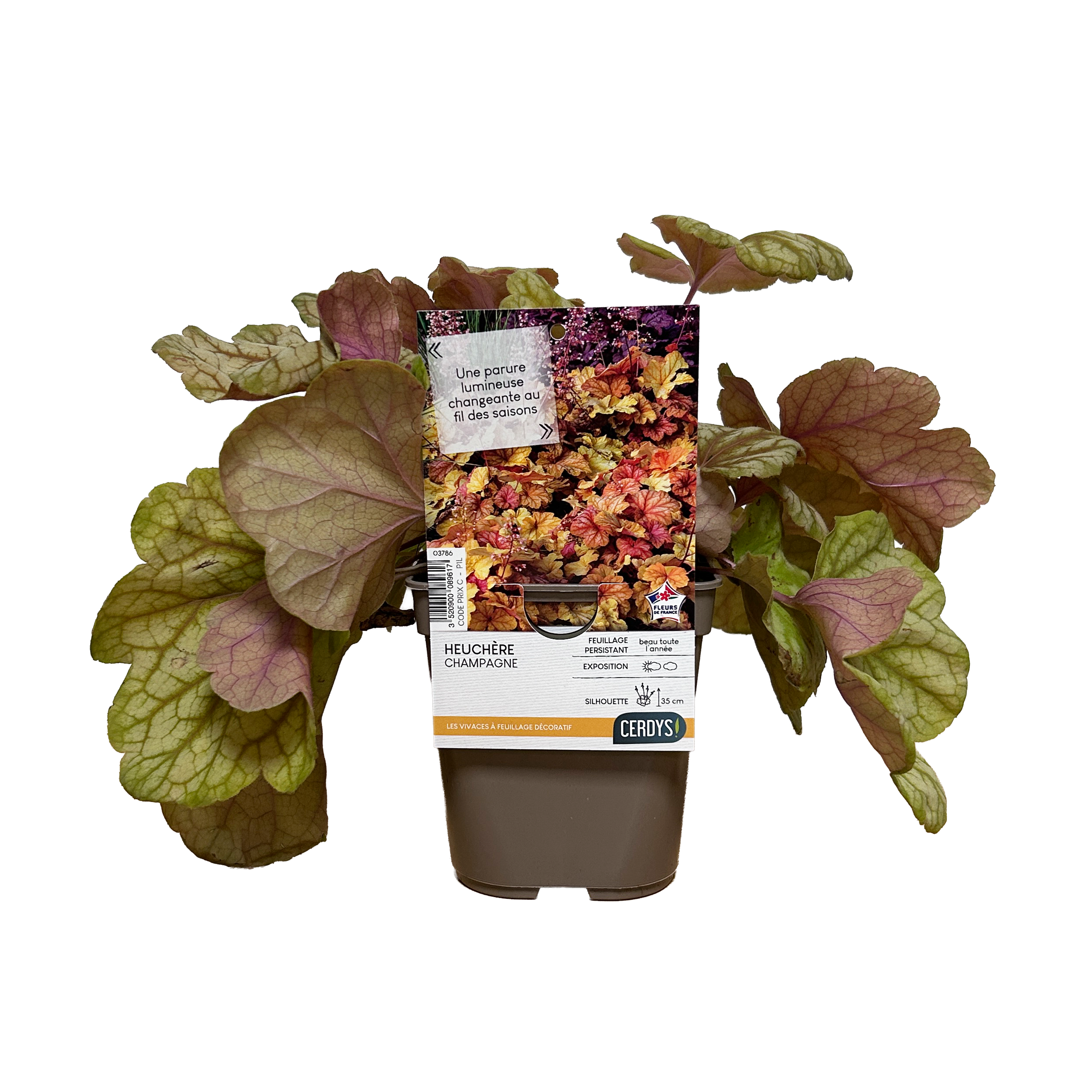 HEUCHÈRE 'CHAMPAGNE' - POT DE 1L