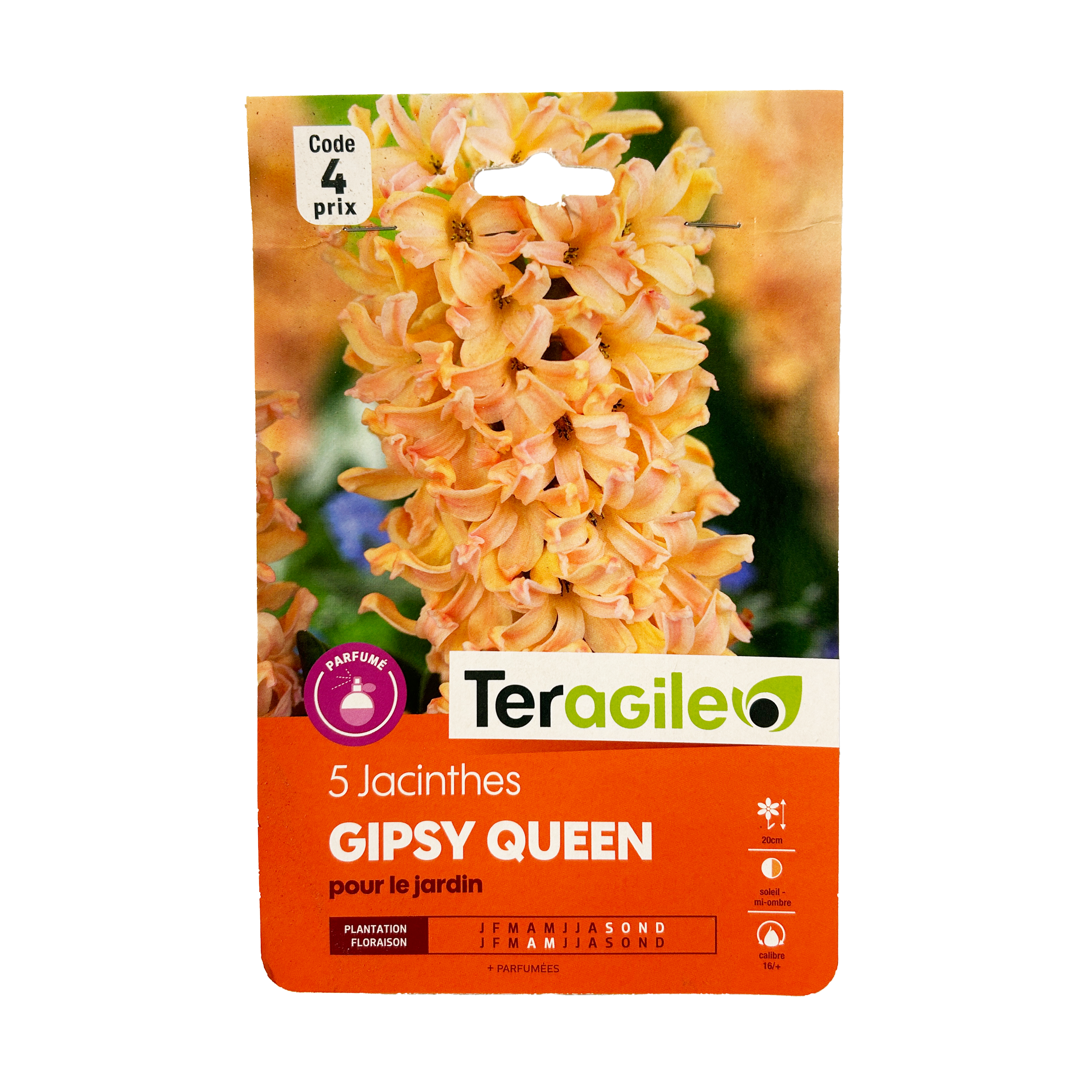 BULBES DE JACINTHES GIPSY QUEEN - TERAGILE® - X5