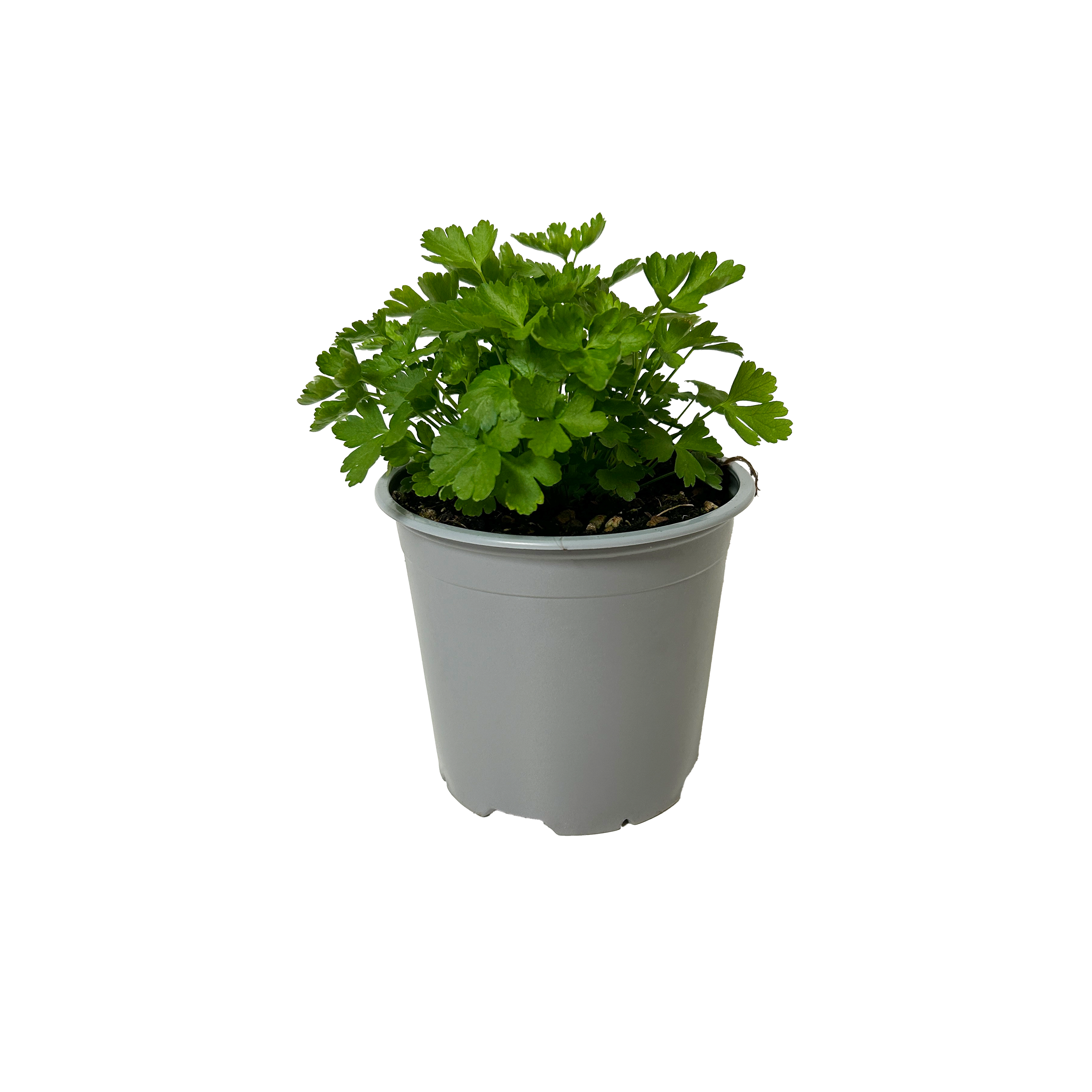 PERSIL - POT ∅14CM