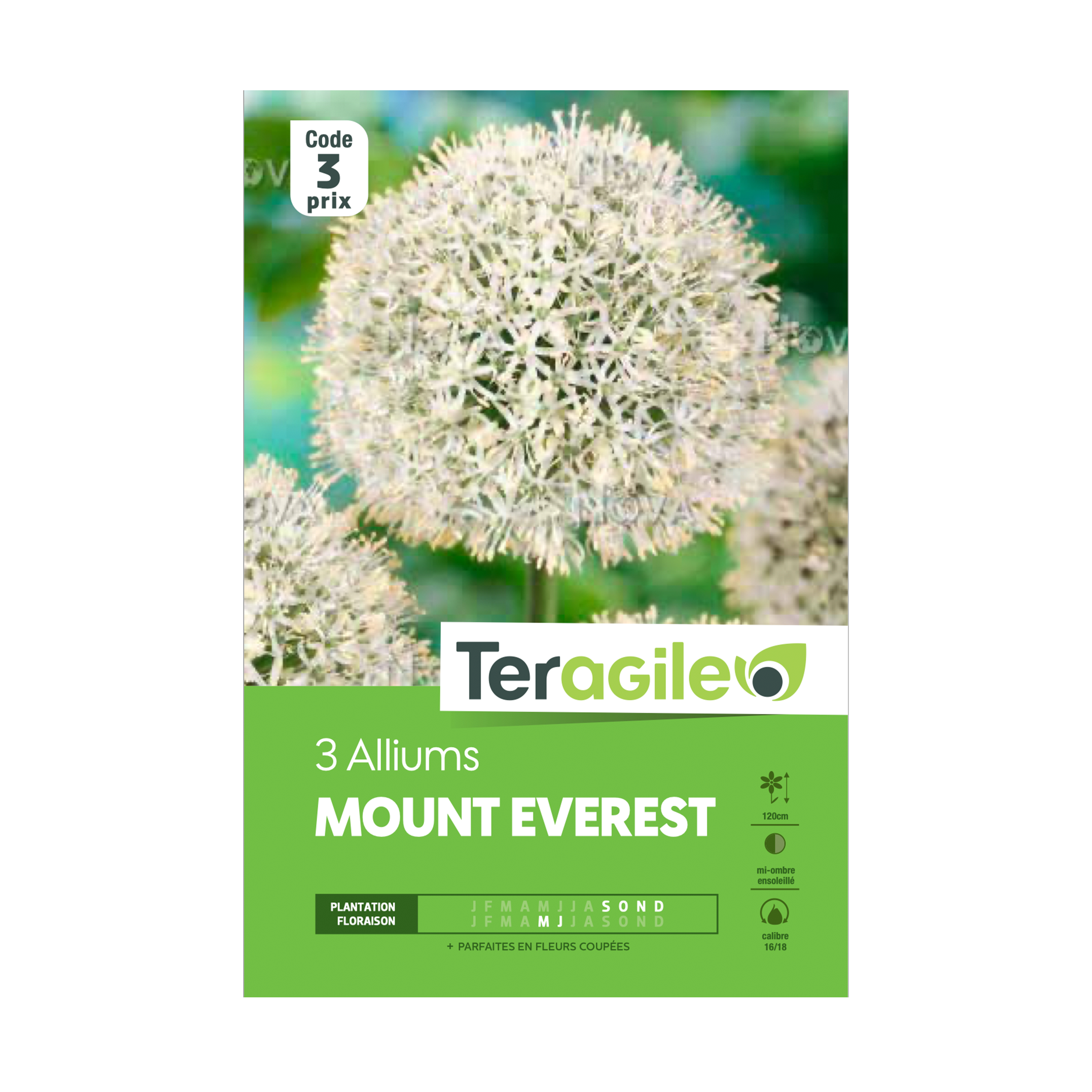 BULBES D'ALLIUMS 'MOUNT EVEREST' - TERAGILE® - X3