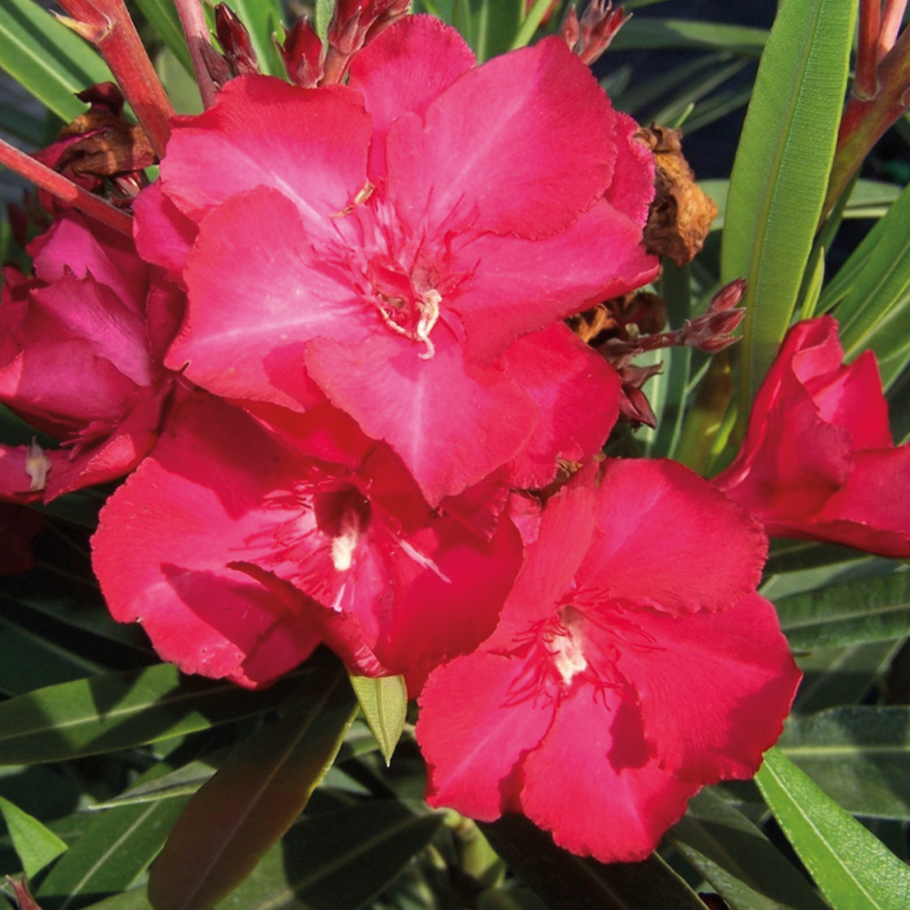 NERIUM OLEANDER GÉANT DES BATAILLES (ROUGE DOUBLE) - POT DE 3L