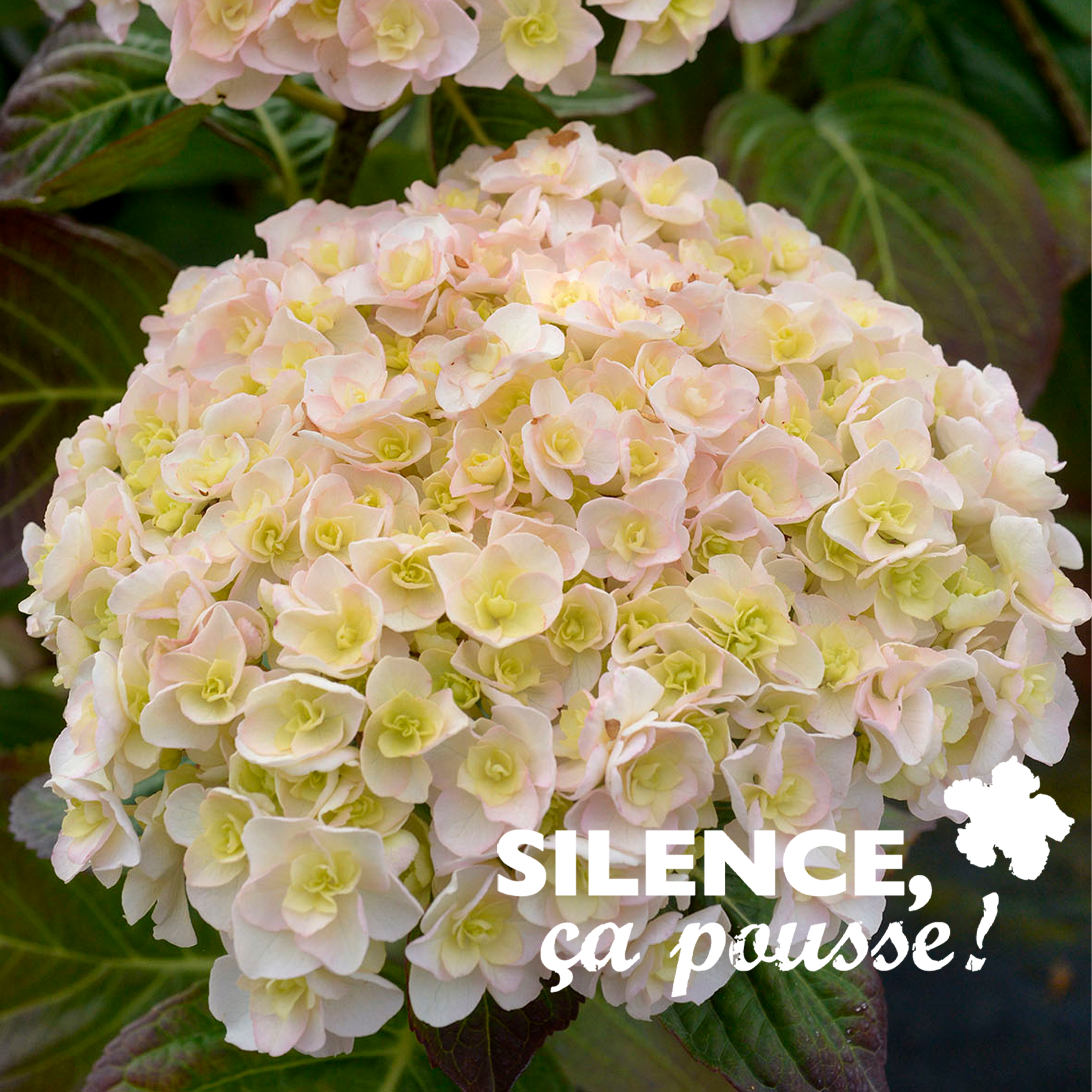 HORTENSIA 'KAZAN' cov - POT 10L