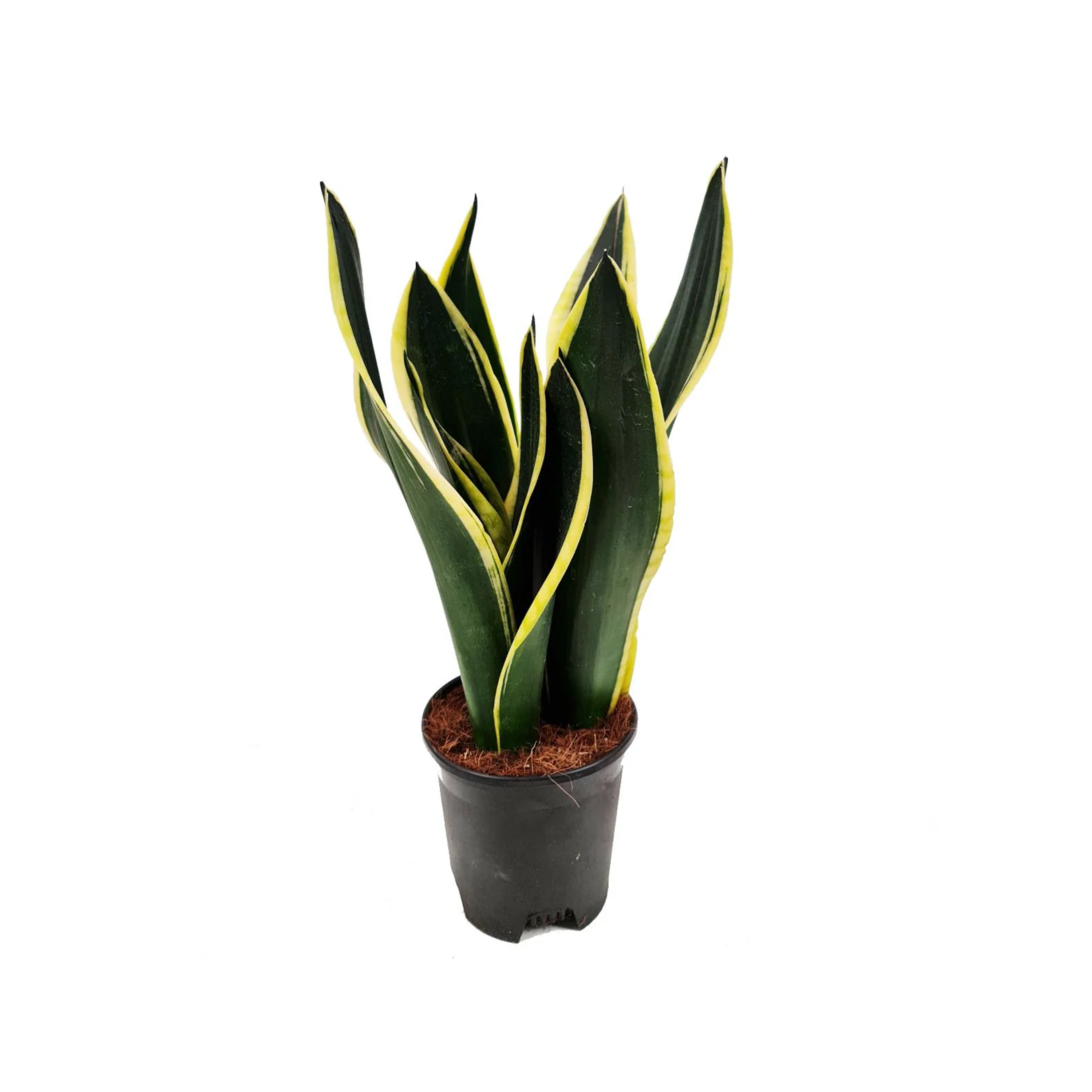 SANSEVIERIA BLACK GOLDEN - POT Ø24CM