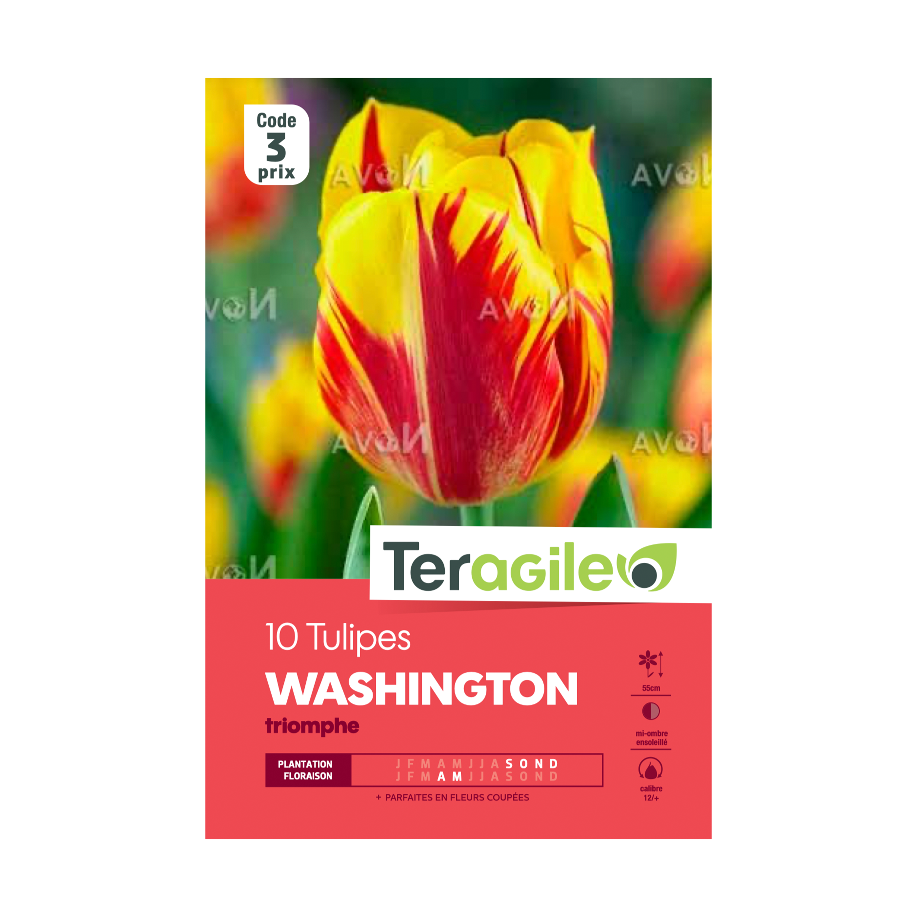 BULBES DE TULIPES 'WASHINGTON' TRIOMPHE - TERAGILE® - X10