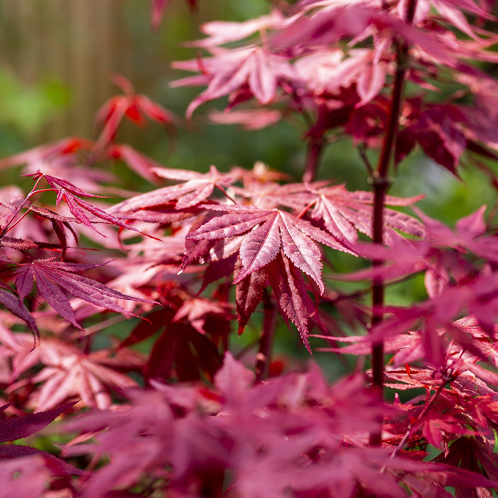 Miniature : ÉRABLE DU JAPON - ACER PALMATUM MIX - POT DE 7,5L
