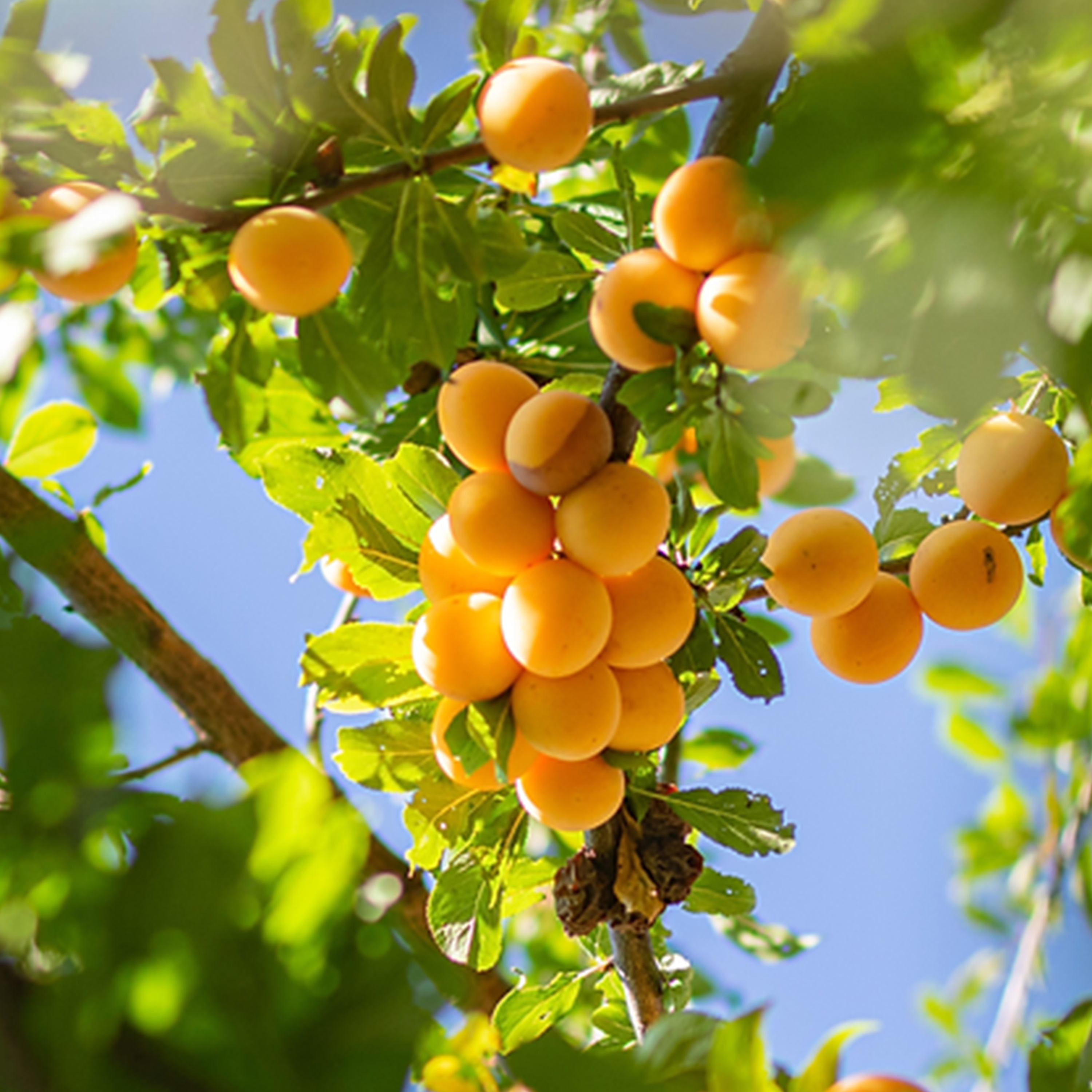 PRUNIER 'MIRABELLE DE NANCY' - 1/2 TIGE - POT DE 12L