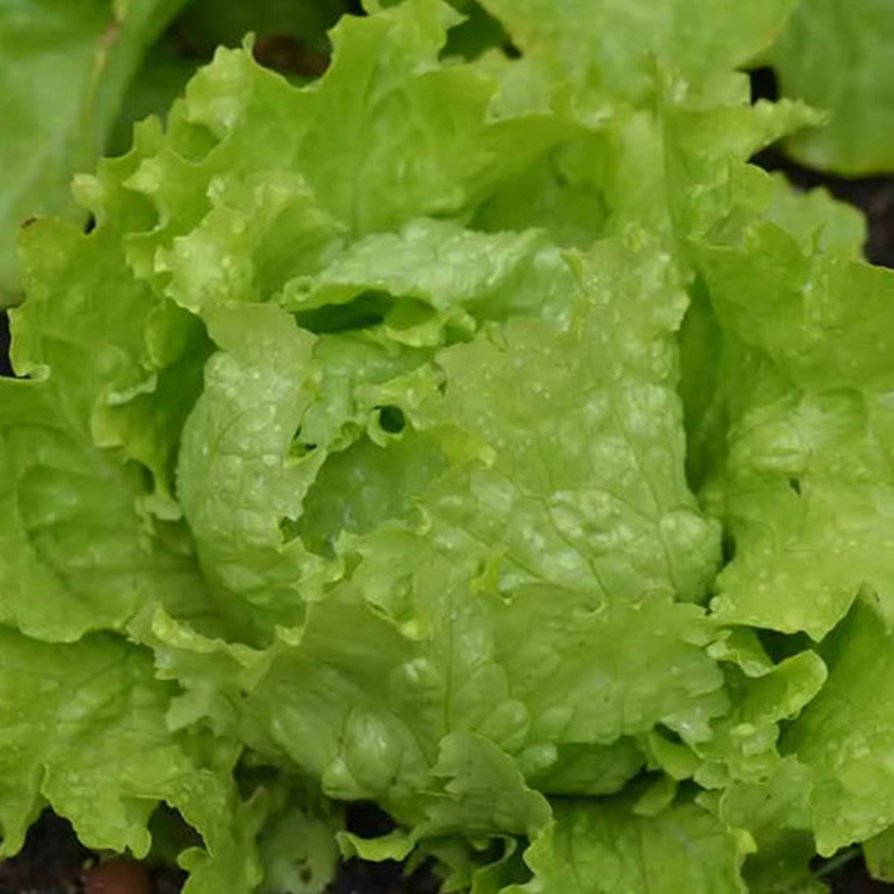 SALADE 'BATAVIA BLONDE FLORINE' - 12 PLANTS