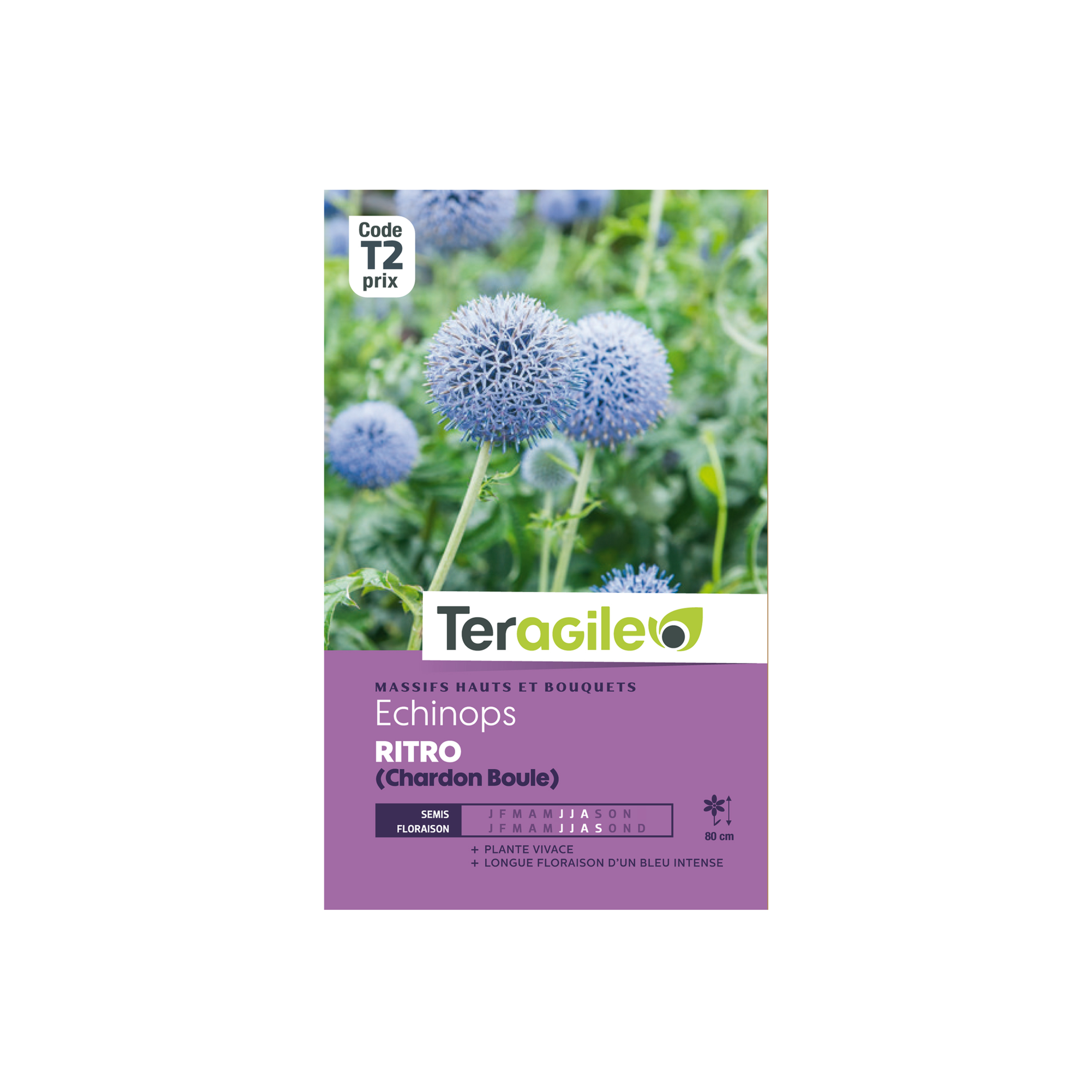 GRAINES ECHINOPS RITRO CHARDON BOULE 1G TERAGILE®