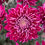 Miniature : CHRYSANTHÈME À GROSSES FLEURS - POT ∅22CM