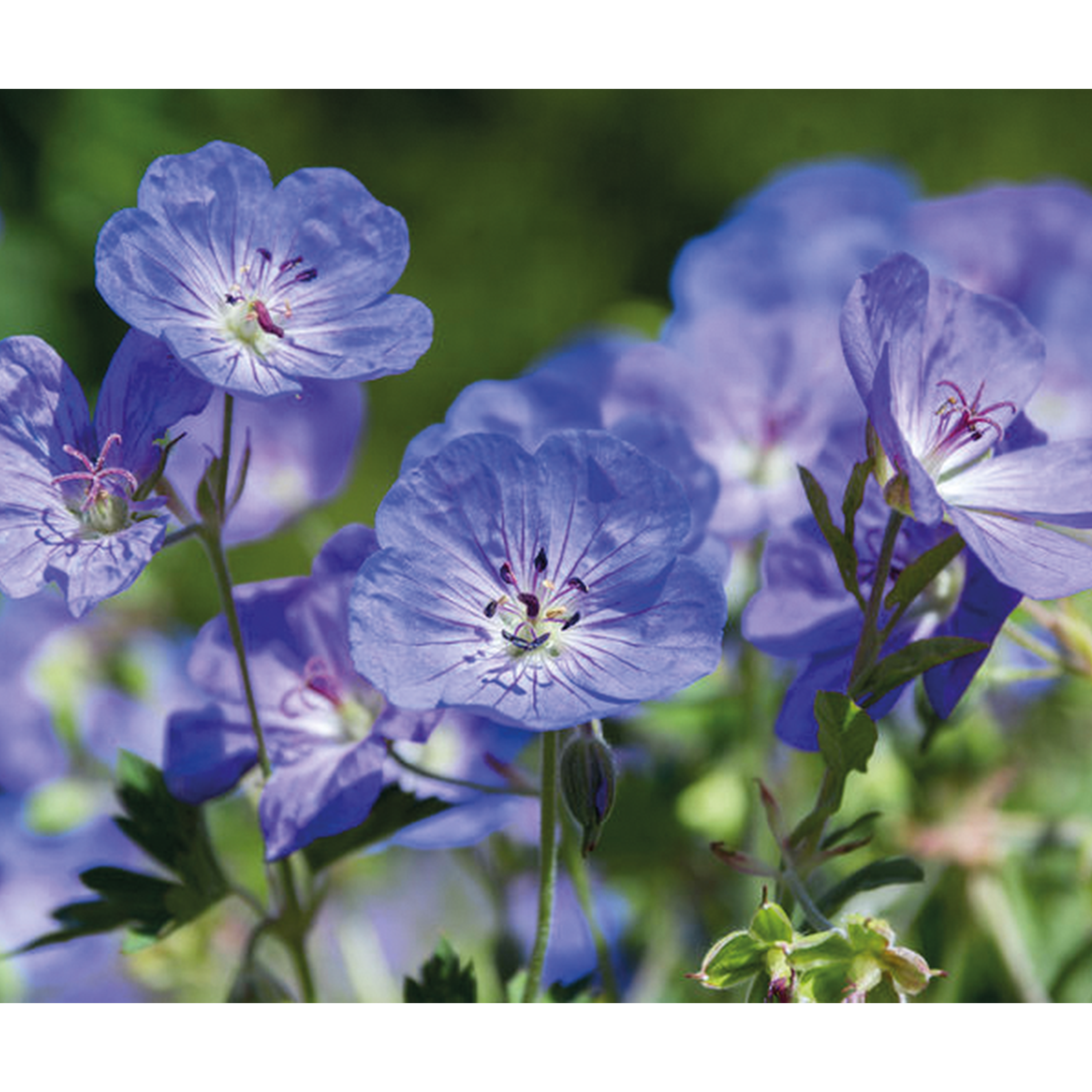 GÉRANIUM 'ROZANNE' - POT DE 2L