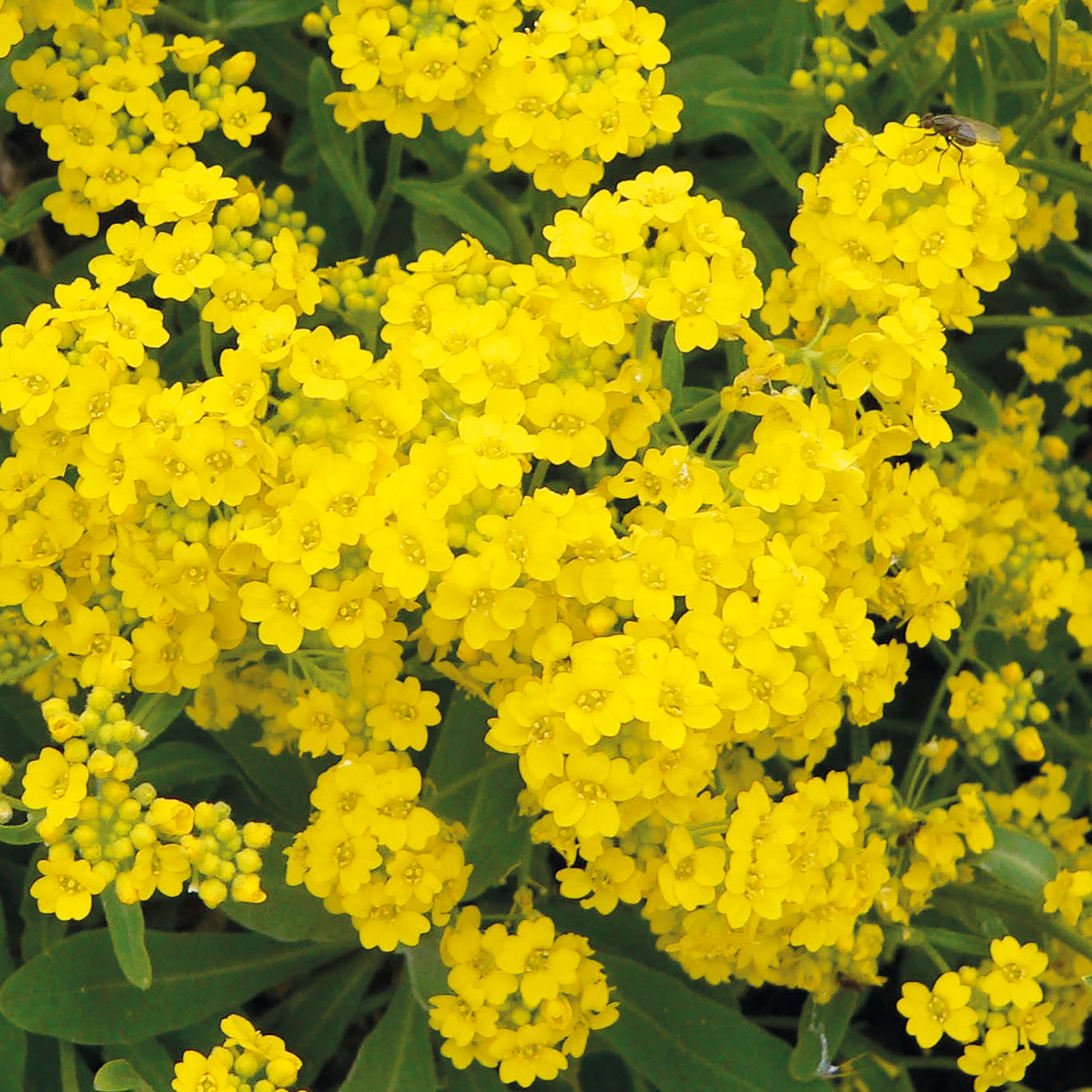 ALYSSE SAXATILE - CORBEILLE D'OR - POT 1L