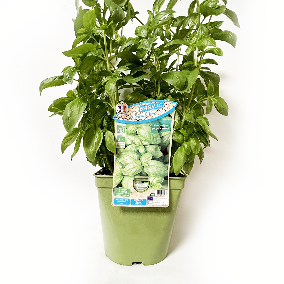 BASILIC GRAND VERT BIO - POT DE 2,5L