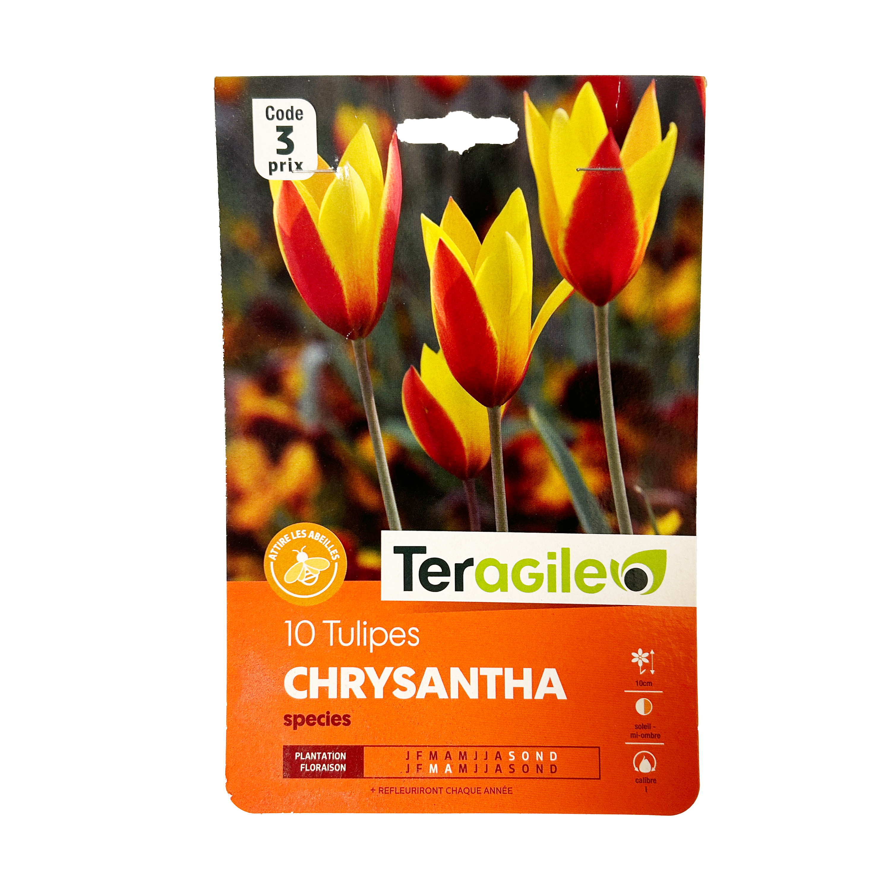 BULBES DE TULIPES CHRYSANTHA - TERAGILE® - X10