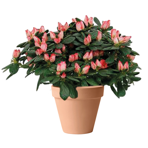 AZALEA FLANDRESSE MATHIS - POT Ø34CM | boutique-EVL