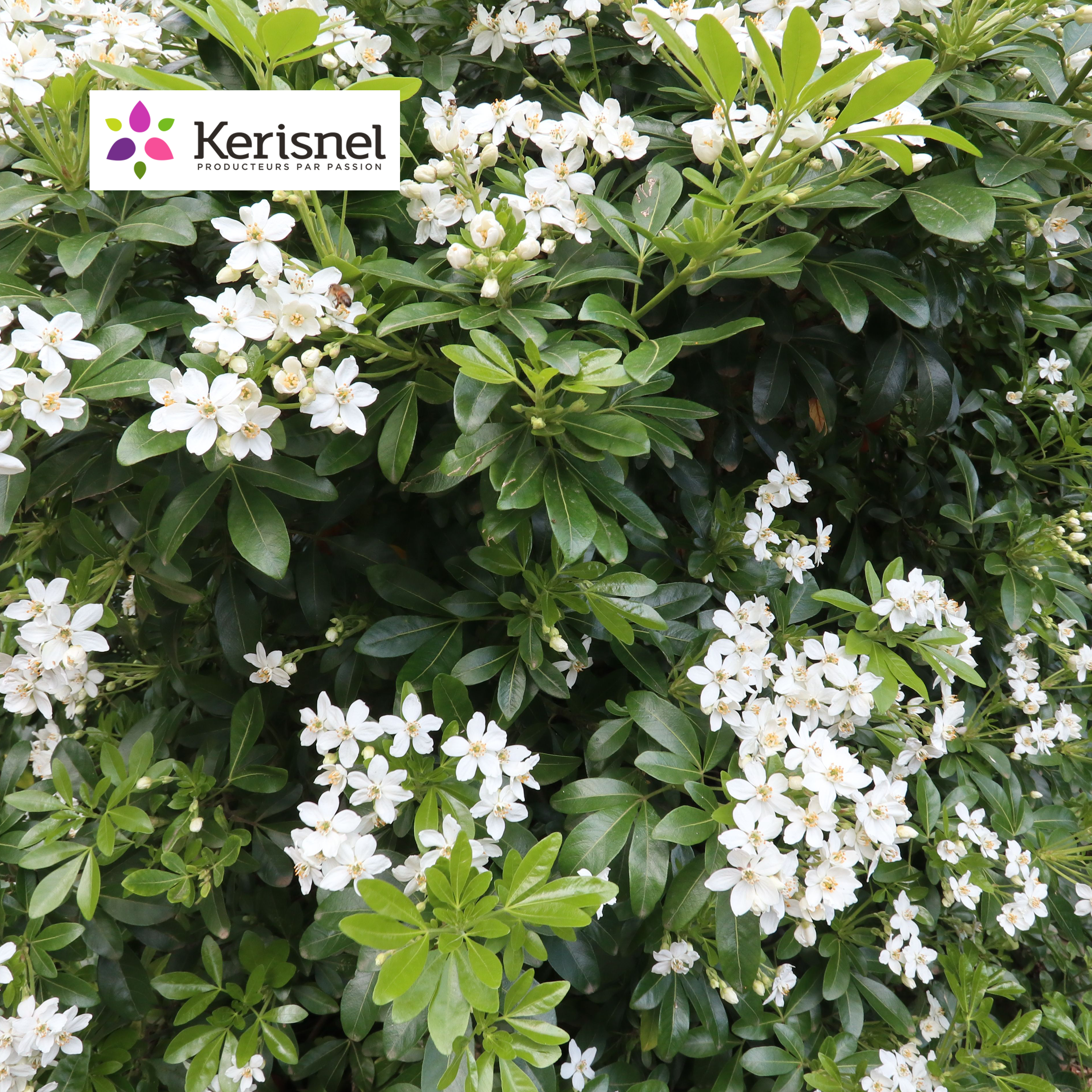 CHOISYA TERNATA - ORANGER DU MEXIQUE - POT DE 2L