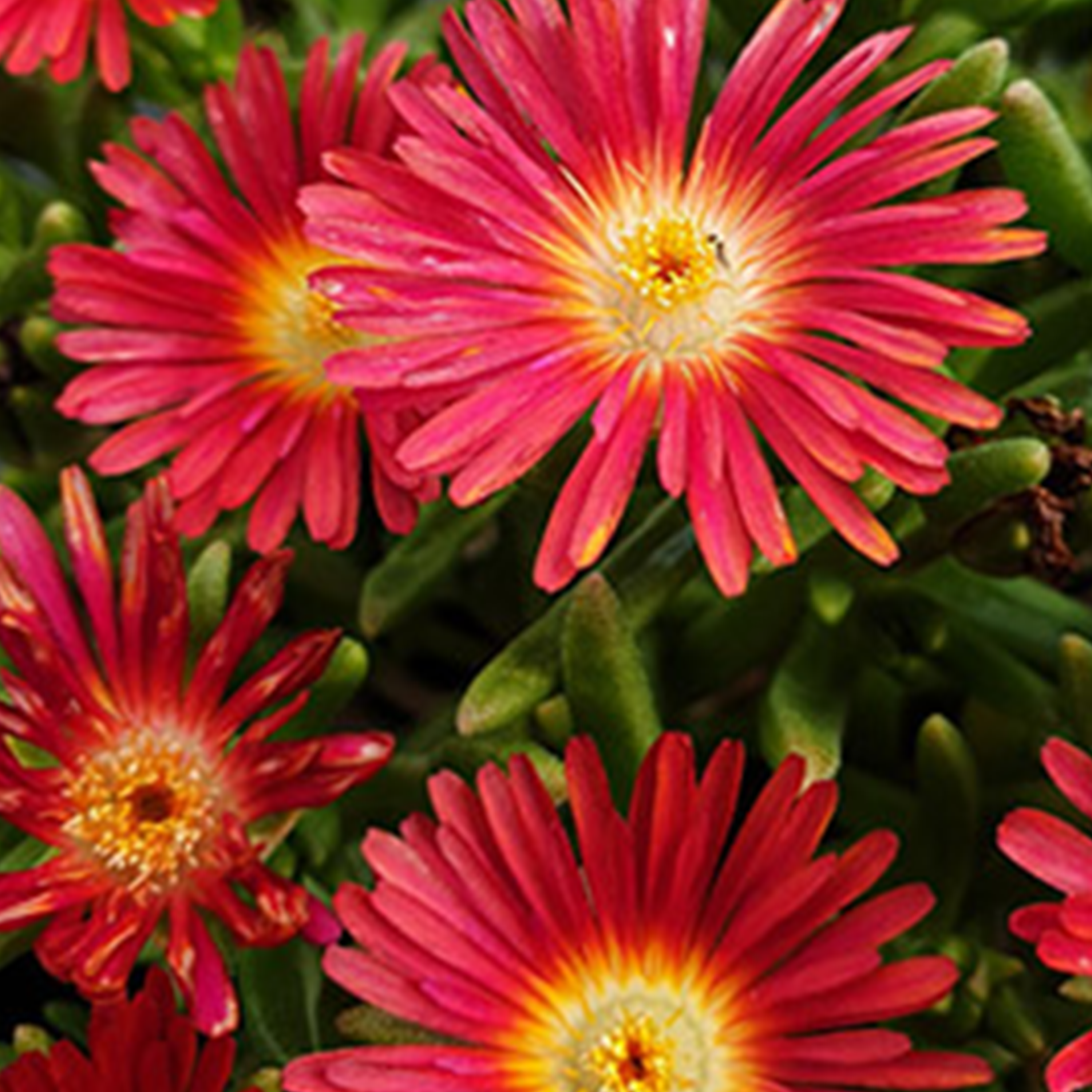 POURPIER (DELOSPERMA) WOW HOT RED - GODET 8CM