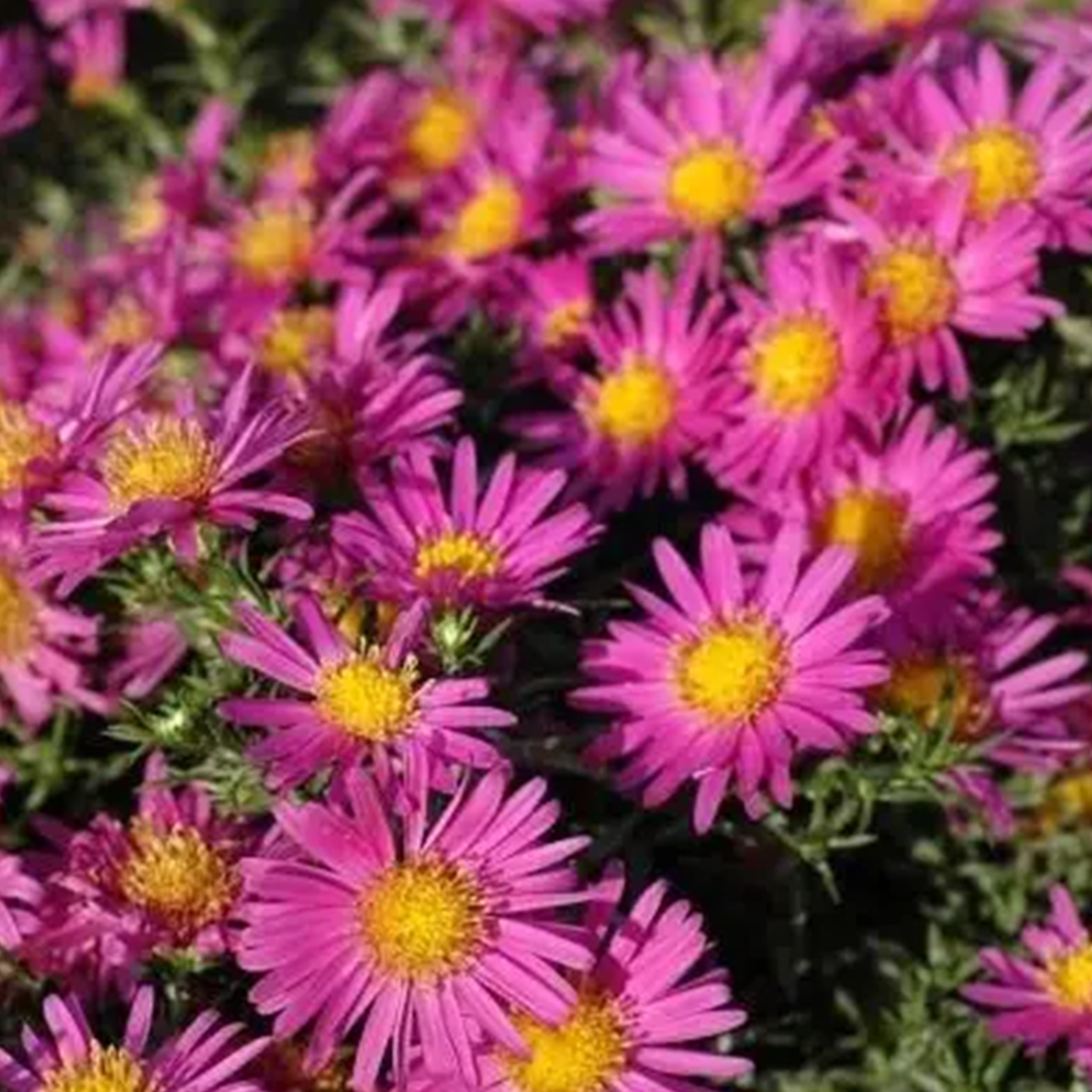 ASTER NAIN ALICE HASLAM - GODET 8CM