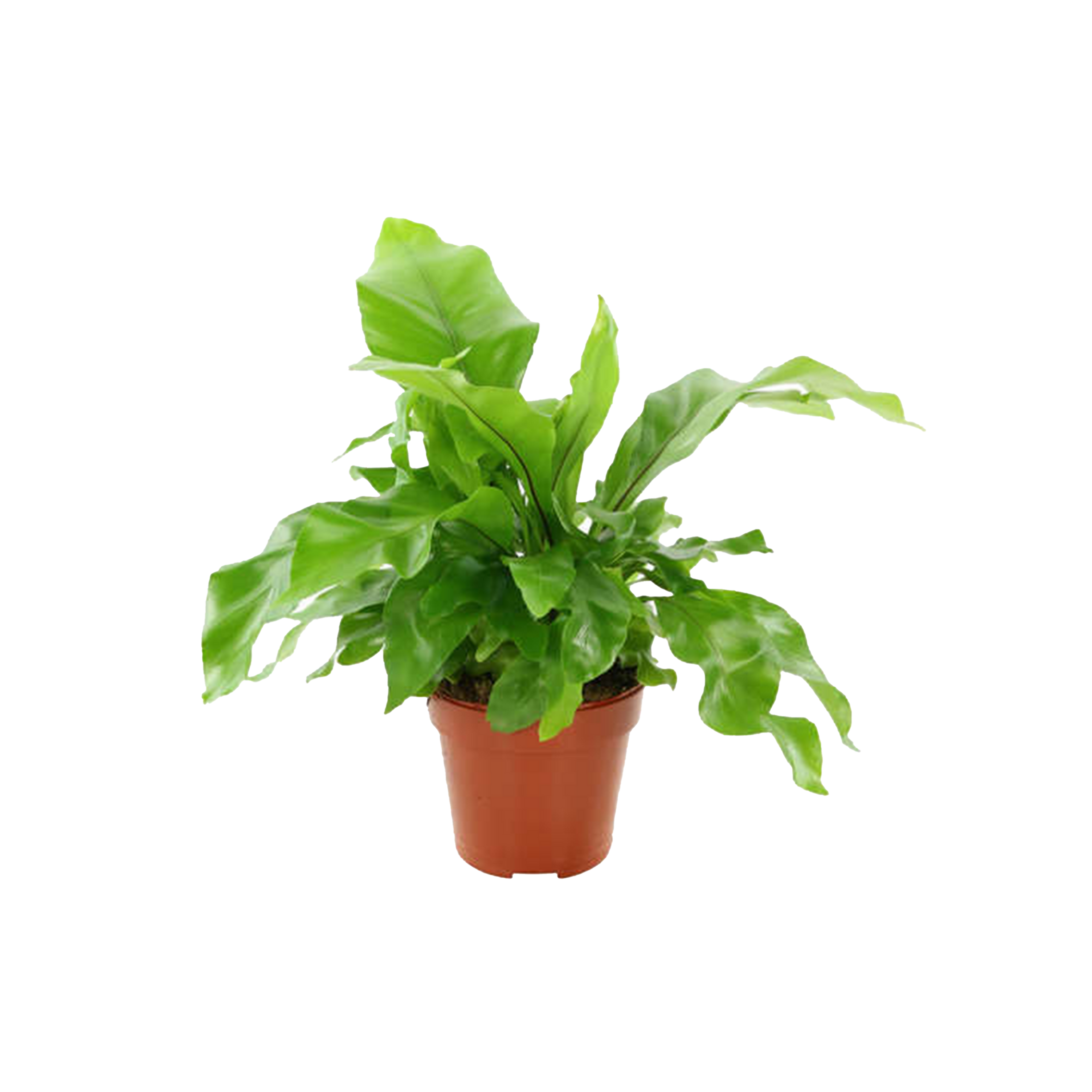 ASPLENIUM - POT Ø12CM
