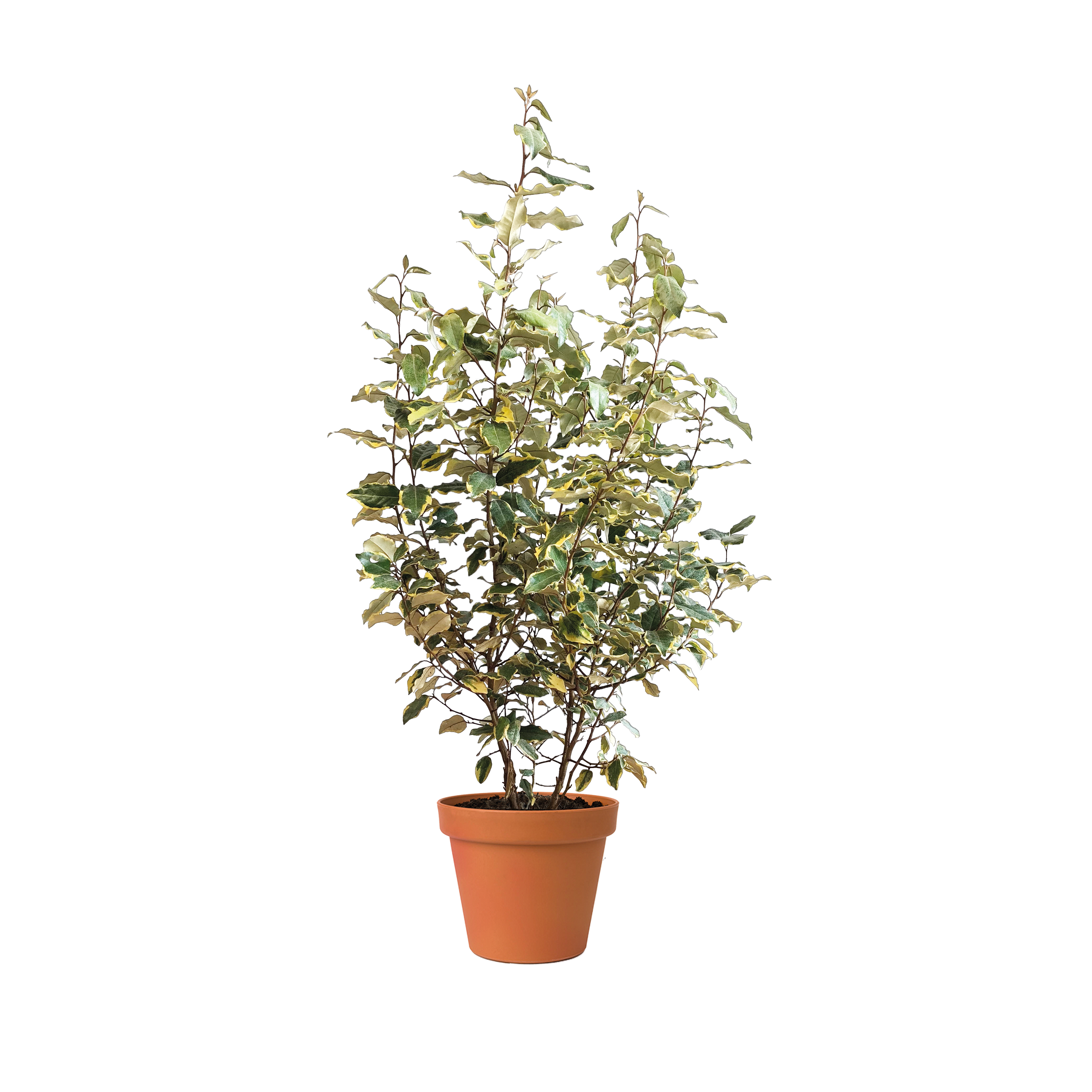 CHALEF DE EBBING - VIVELEG - POT 10L