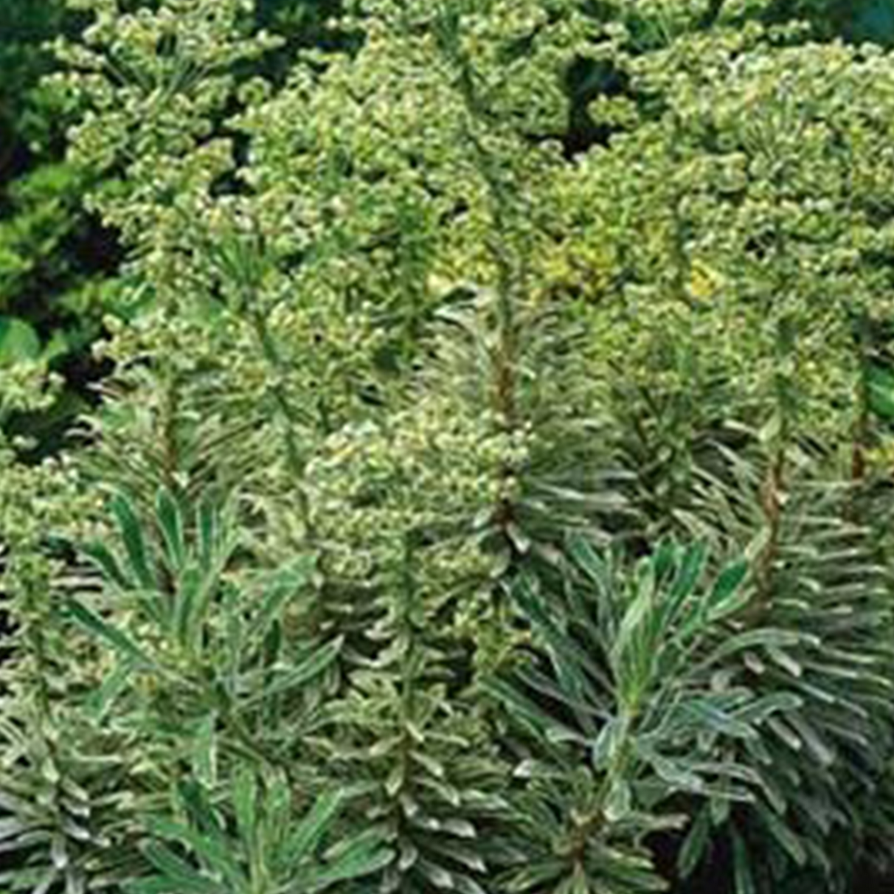 EUPHORBE SILVER SWAN 'WILCOTT' - POT DE 2L