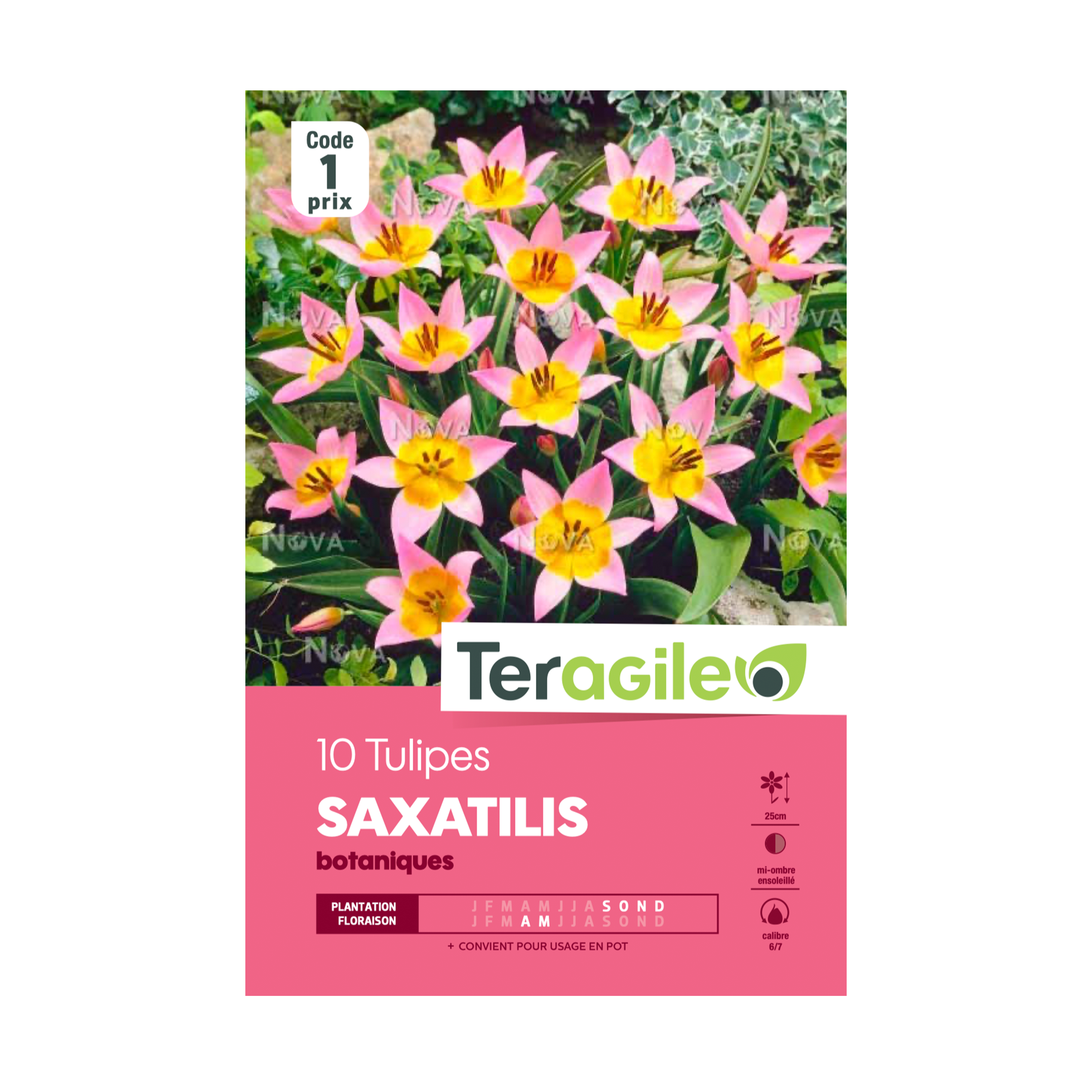 BULBES DE TULIPES 'SAXATILIS' BOTANIQUES - TERAGILE® - X10