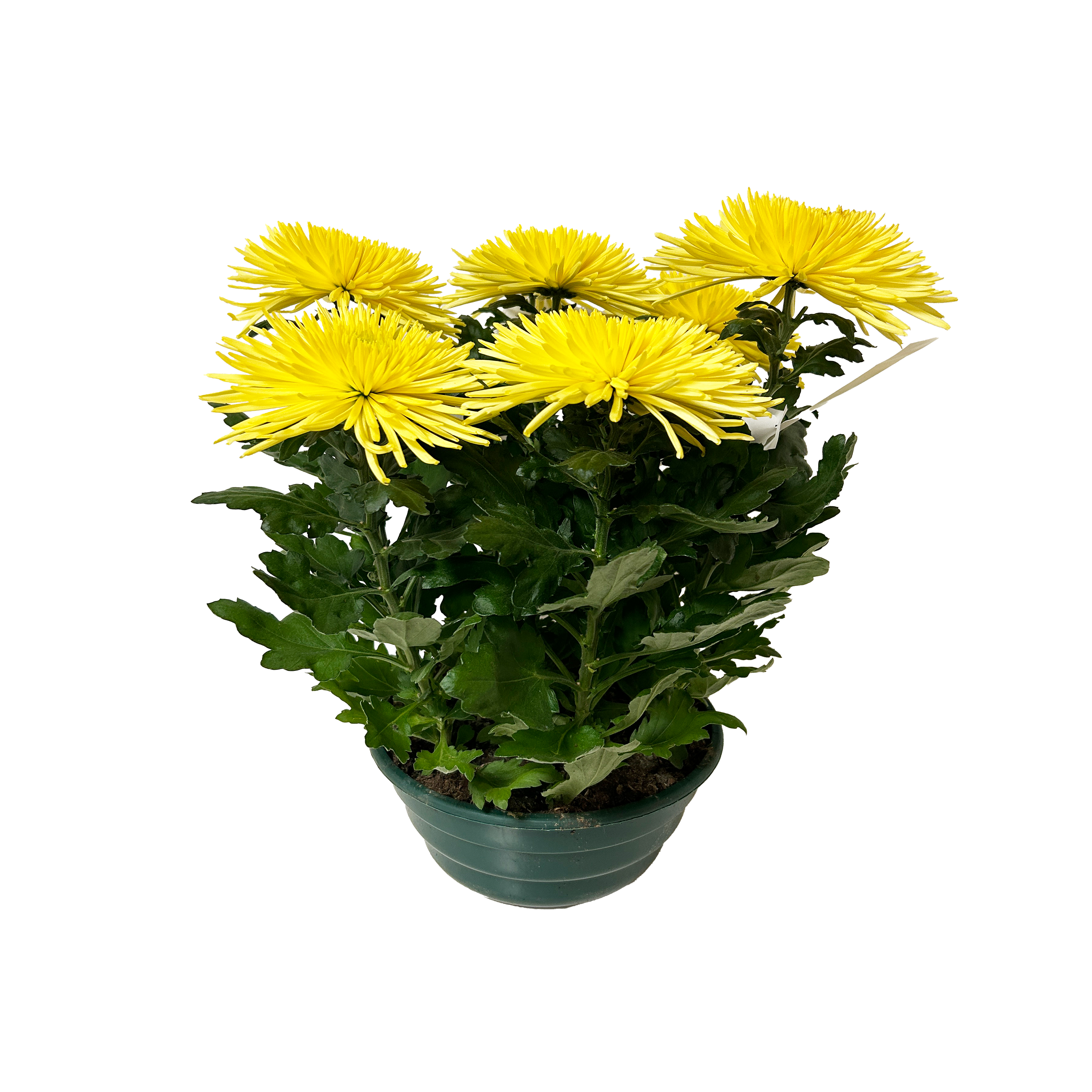 CHRYSANTHÈME SPIDER EN COUPE - 25CM