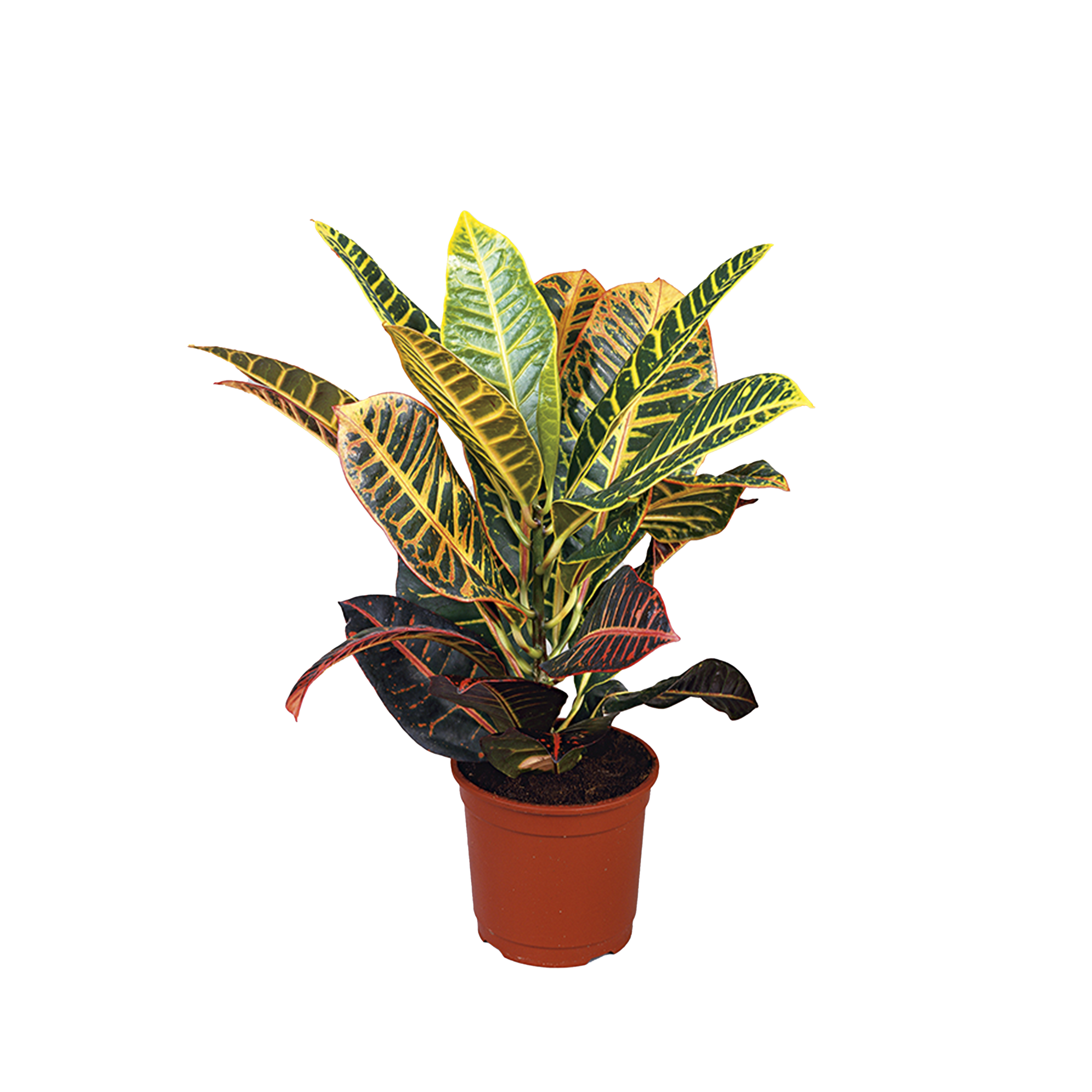 CROTON PETRA - POT Ø15CM