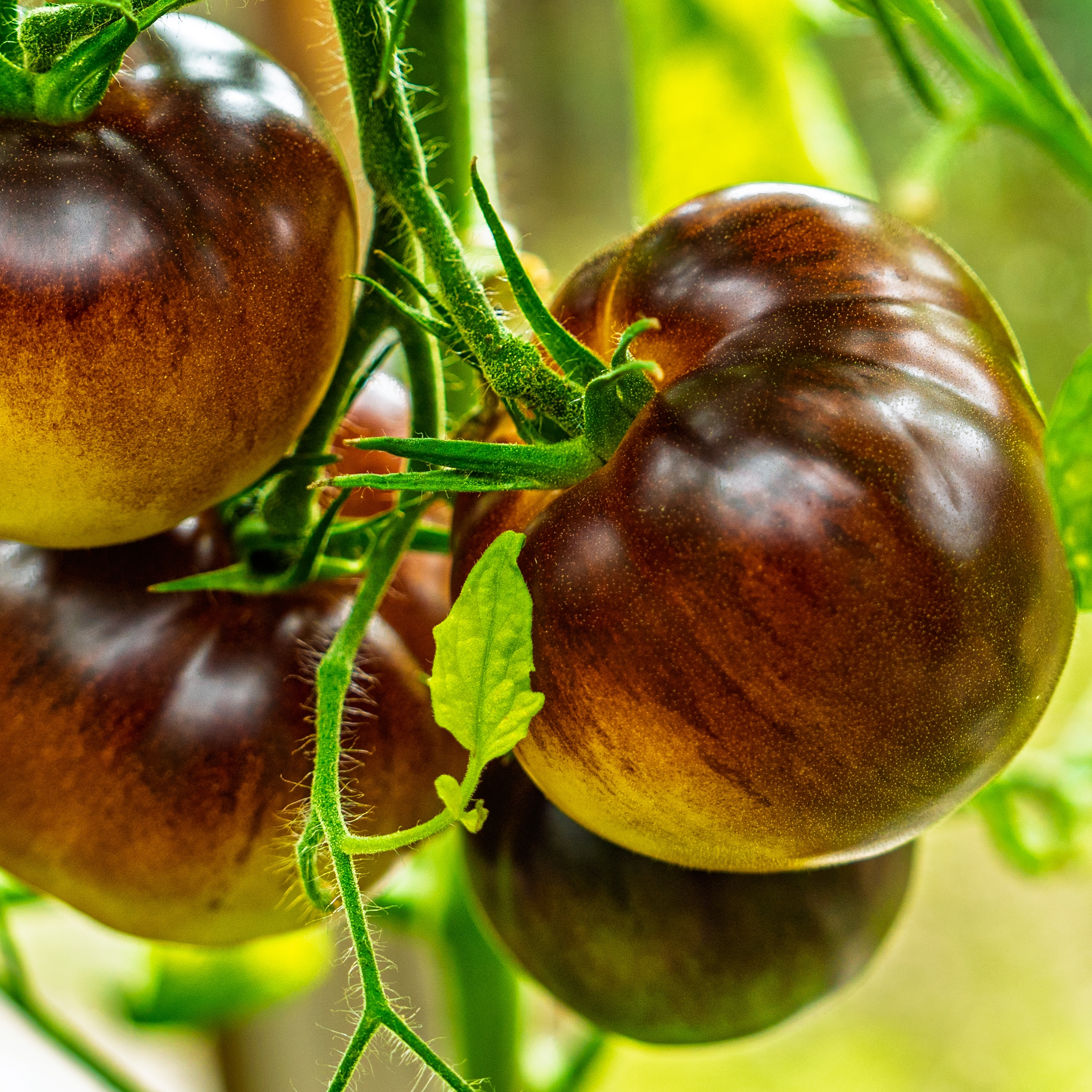 TOMATE NOIRE DE CRIMEE - BARQUETTE DE 6