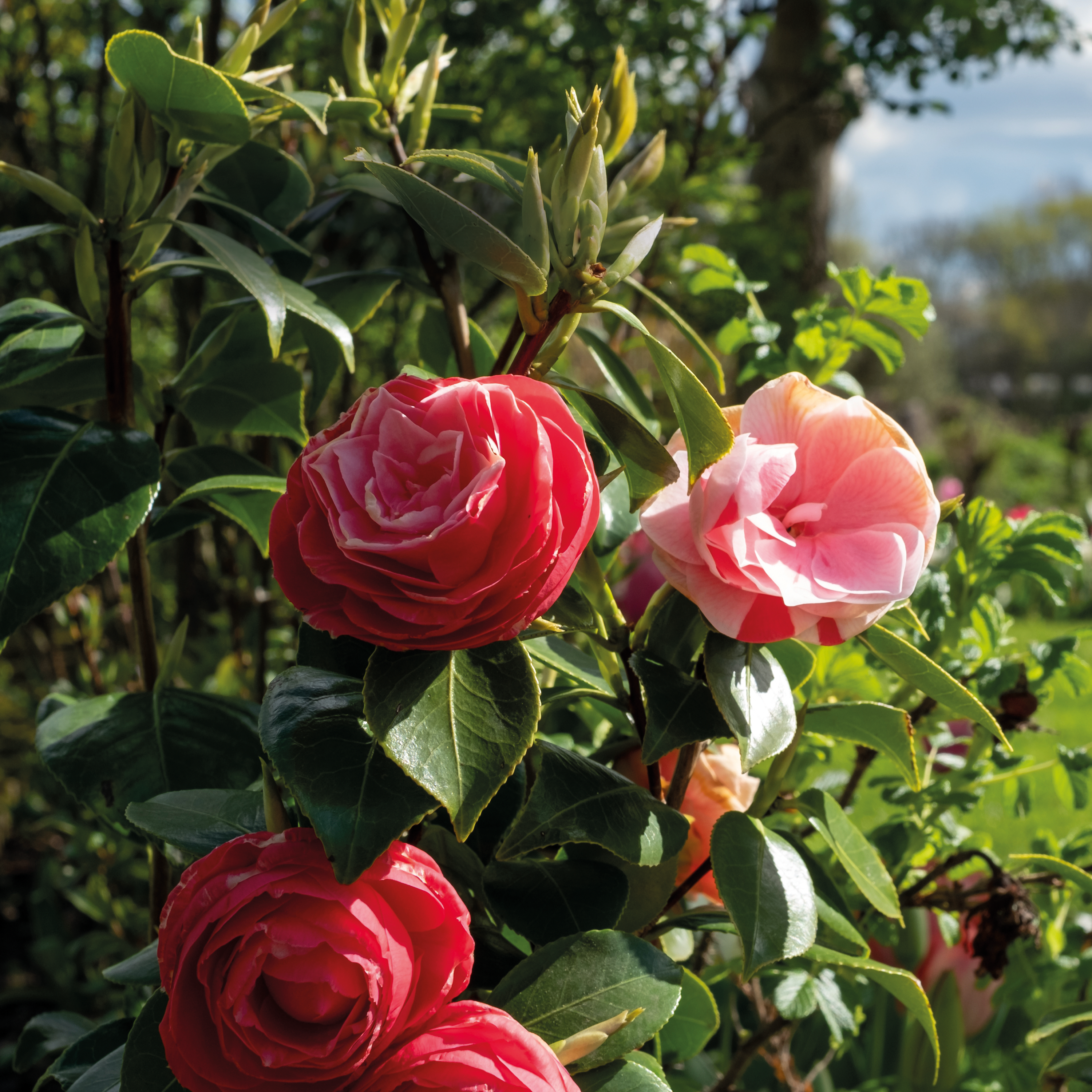 CAMÉLIA - POT DE 7L