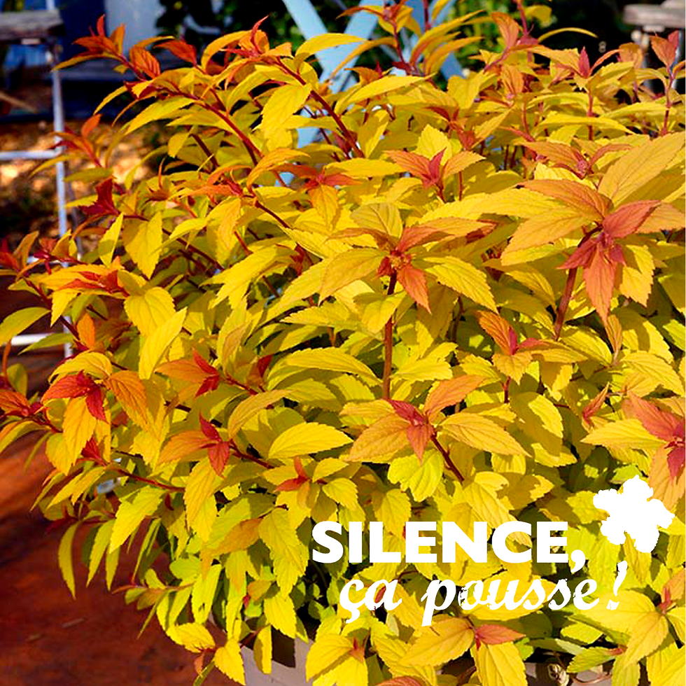 SPIRAEA JAPONICA LITTLE FLAME® 'MINSPIL04' cov - POT 2L
