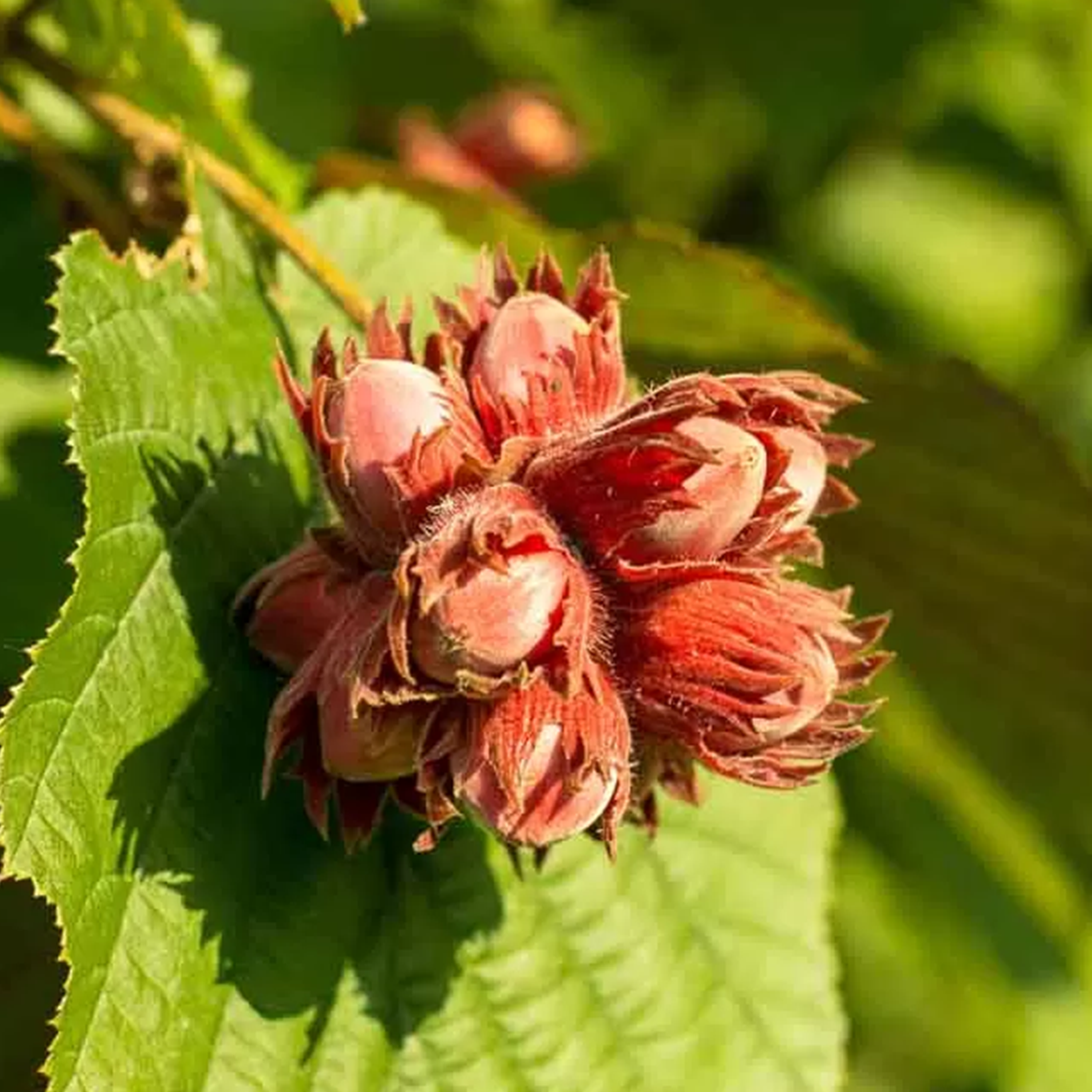 NOISETIER 'MERVEILLE DE BOLLWILLER' - POT DE 5L