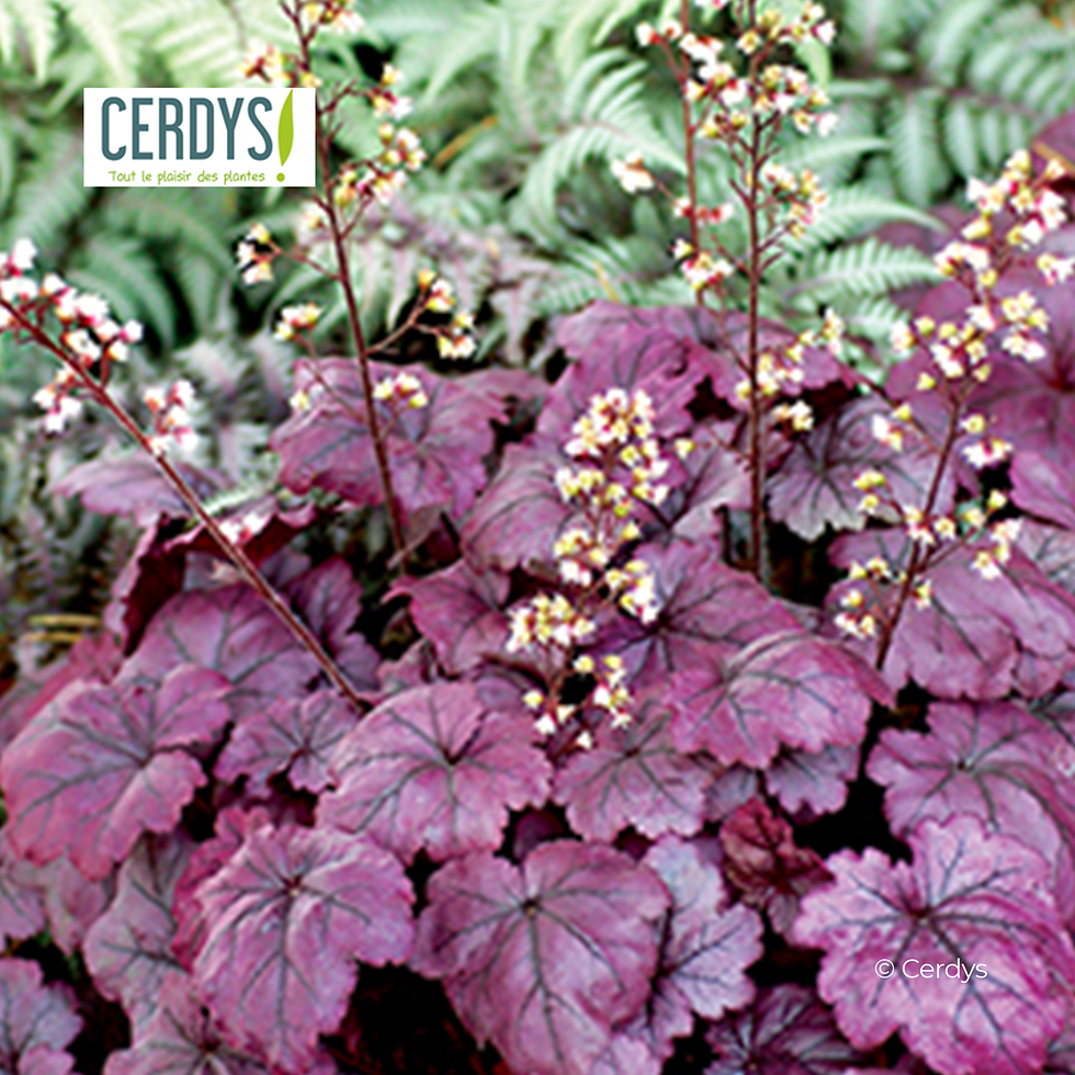 Miniature : HEUCHÈRE 'PLUM ROYALE' - POT DE 1L