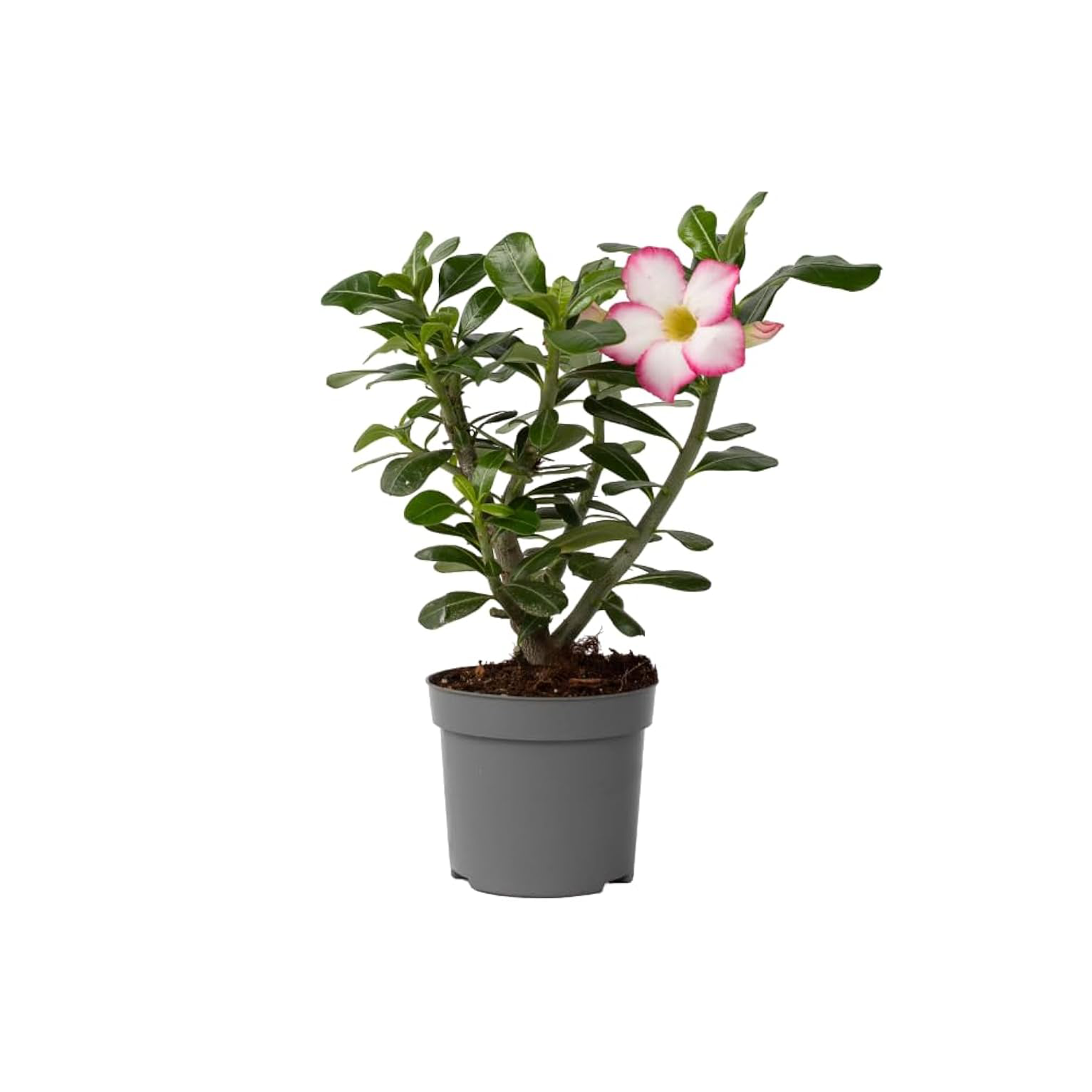 ADENIUM OBESUM PINK STAR - POT Ø14CM