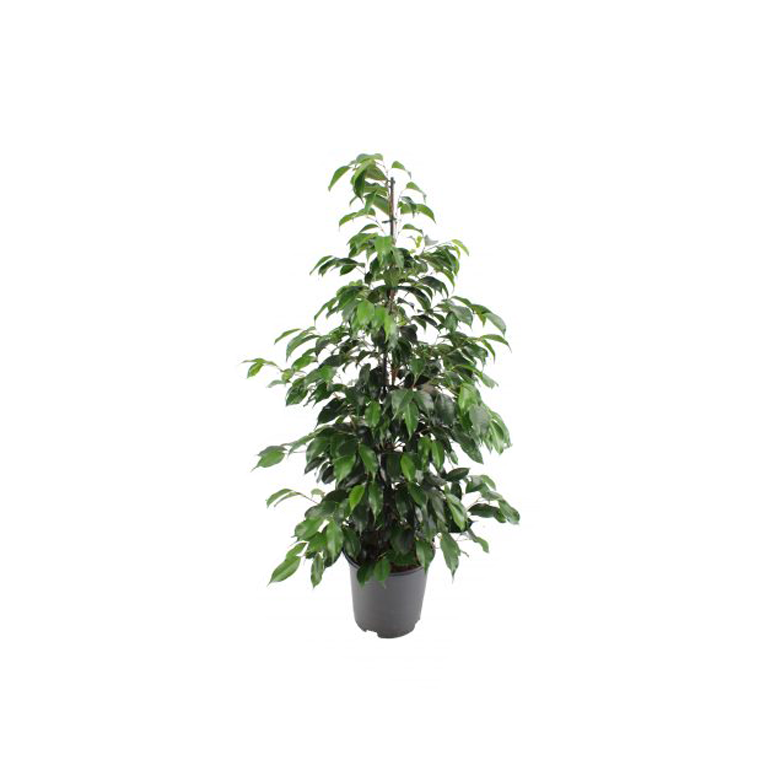 FICUS BENJAMINA EXOTICA - H120CM - POT Ø20CM