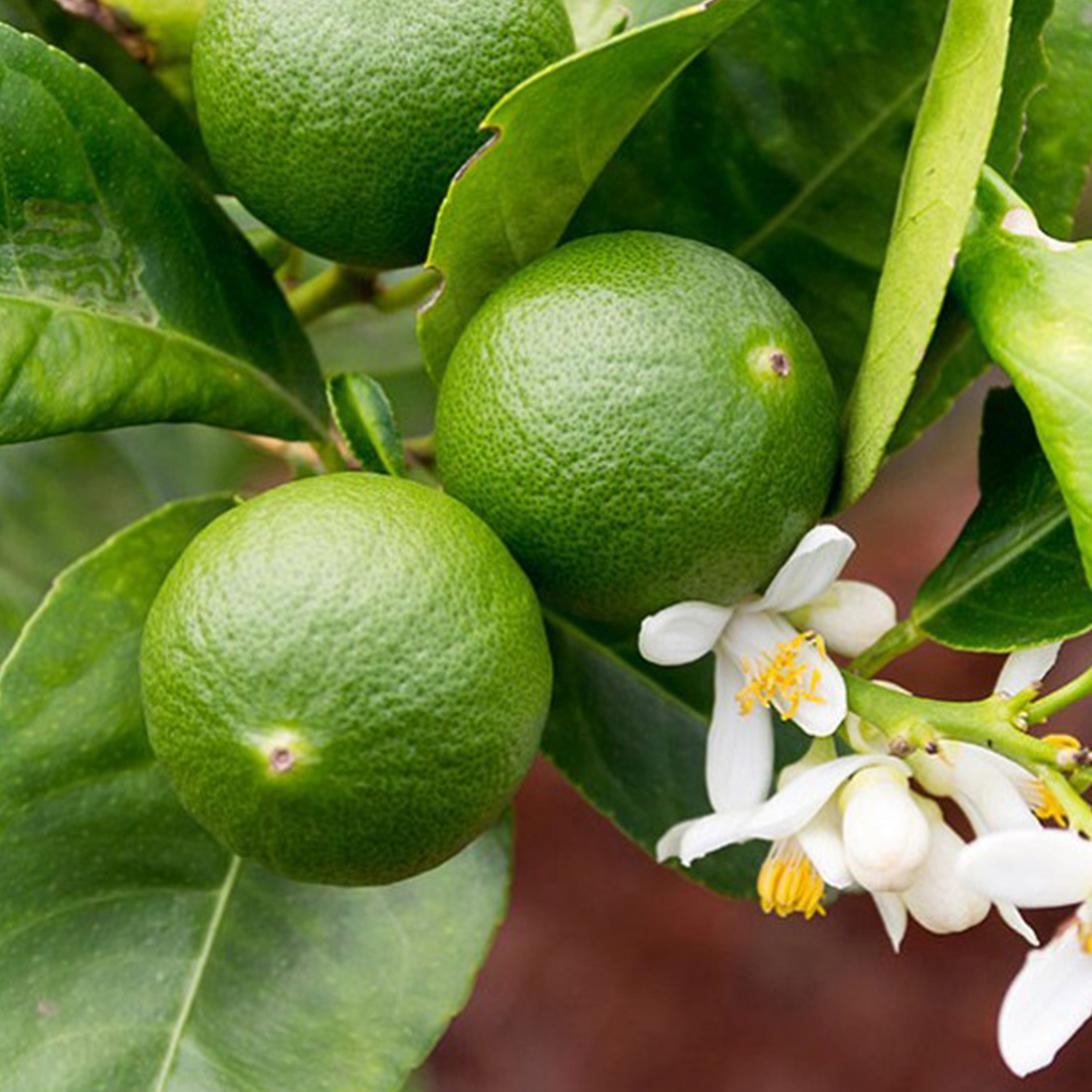 CITRONNIER VERT / LIME (CITRUS AURANTIFOLIA) - POT DE 5L - 1/4 TIGE