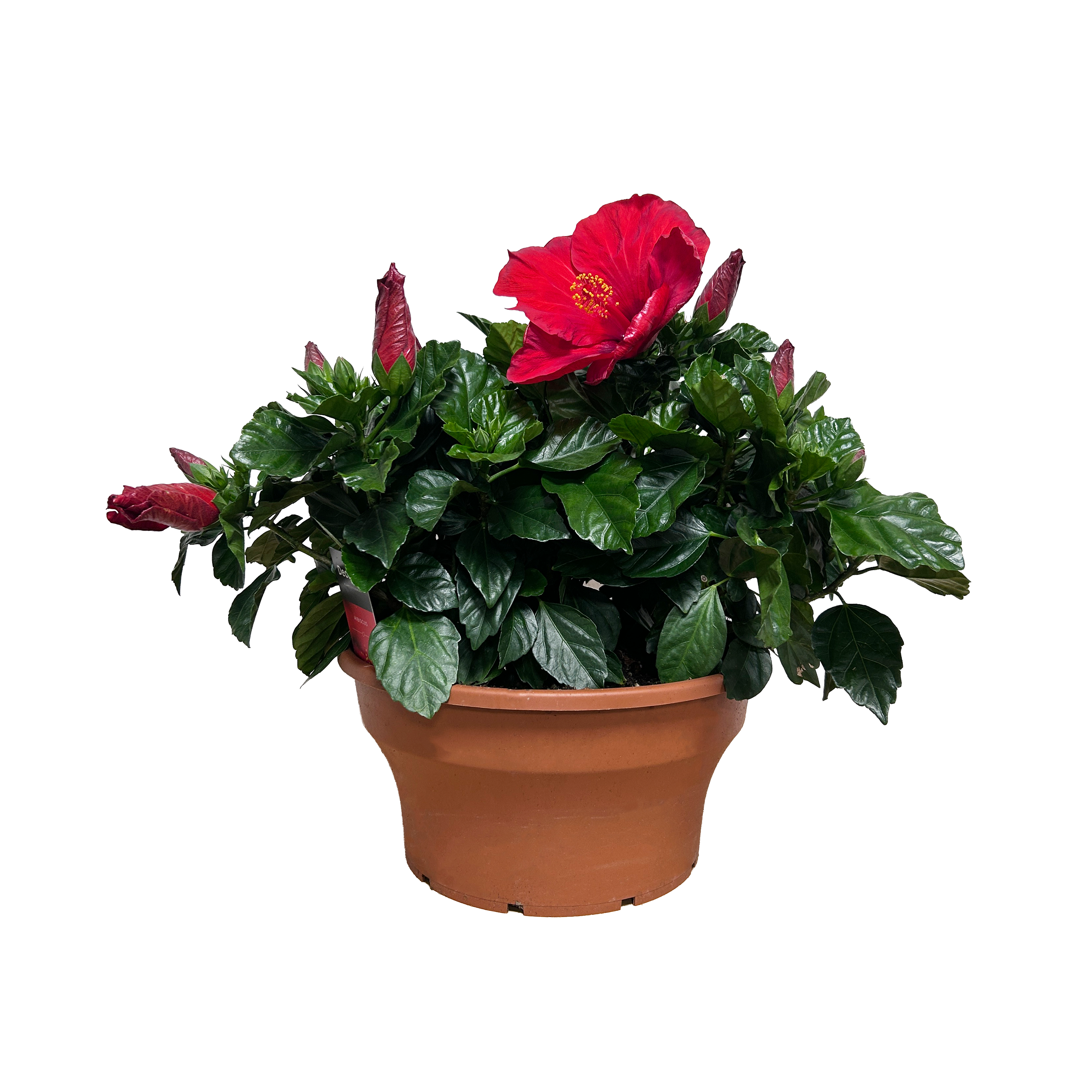 HIBISCUS SINENSIS - POT Ø27CM