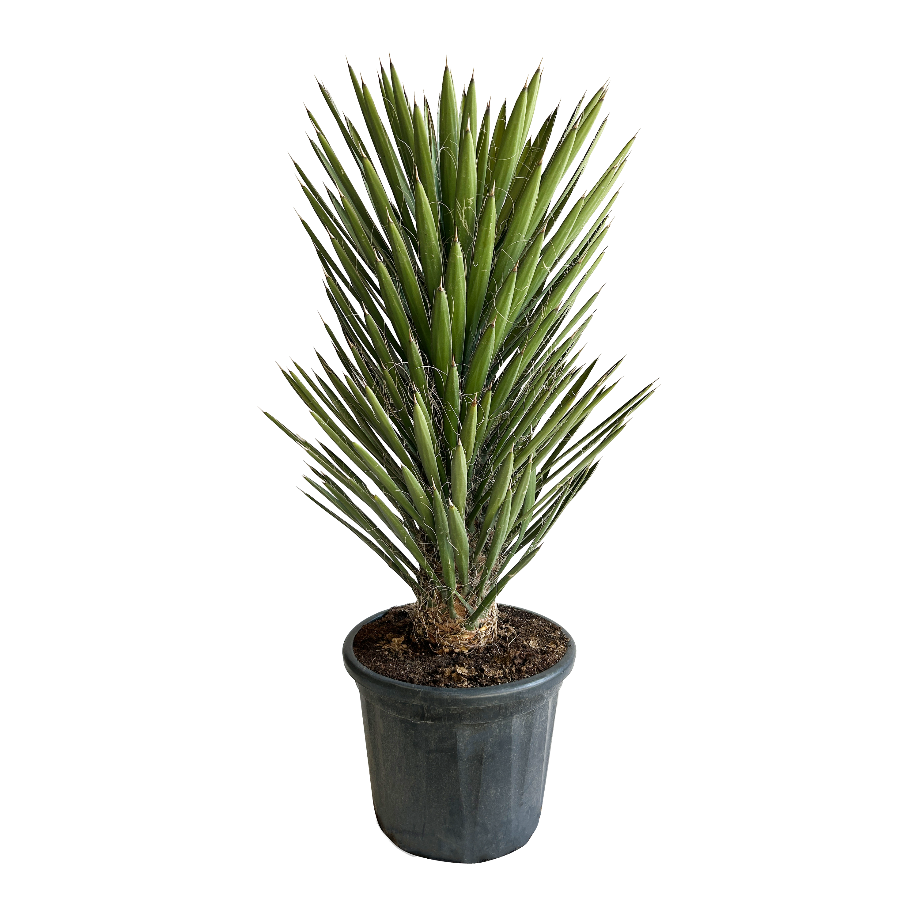 YUCCA FILIFERA - POT Ø45CM - HAUTEUR 60/80CM