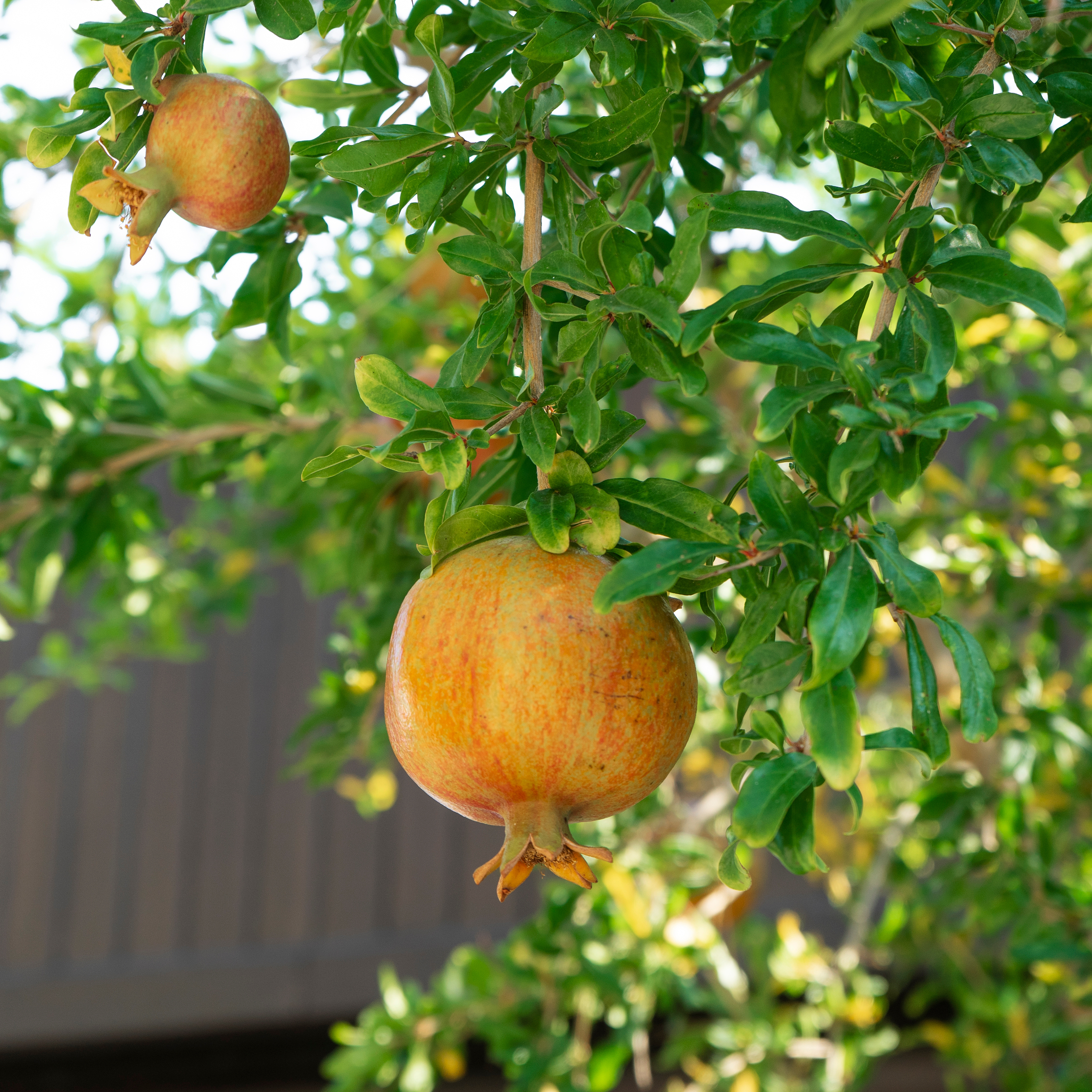 PUNICA GRANATUM MOLLAR DEL ELCHE - GRENADIER À FRUITS - POT DE 3L