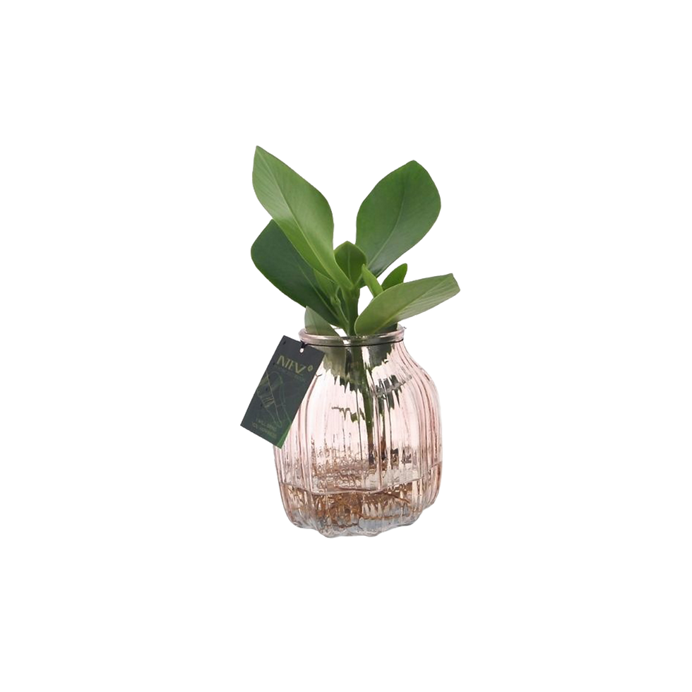 Miniature : PLANTES EN HYDROCULTURE - POT Ø12CM